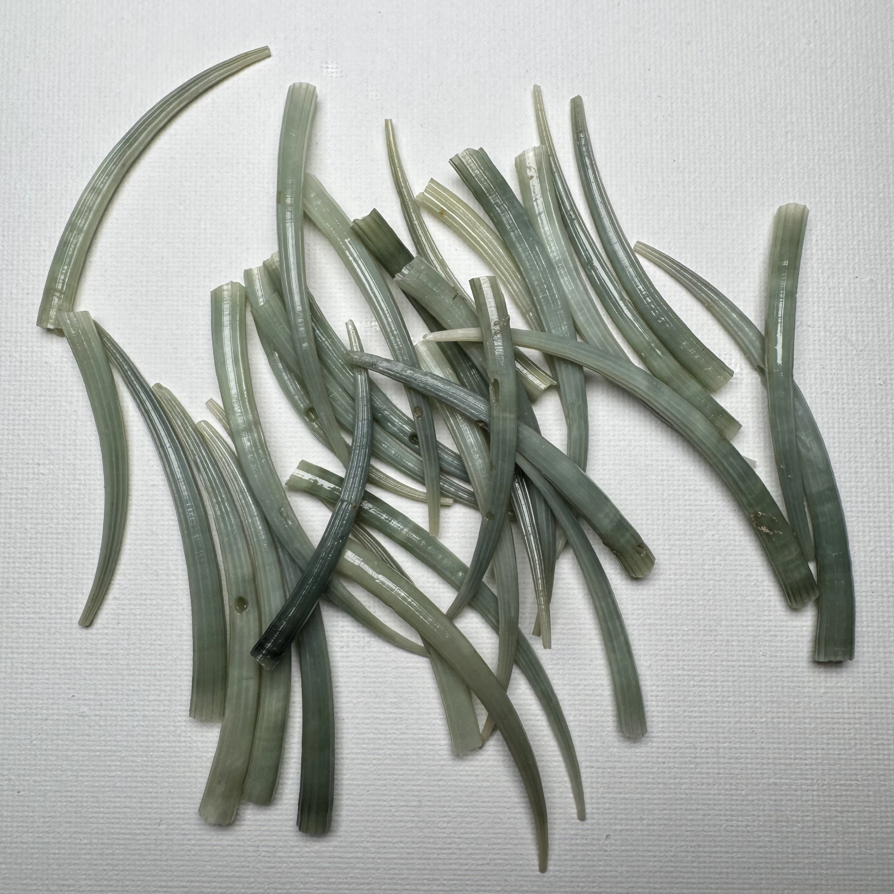 Dentalium aprinum shell specimen from Philippines, 50-79 mm, image 1