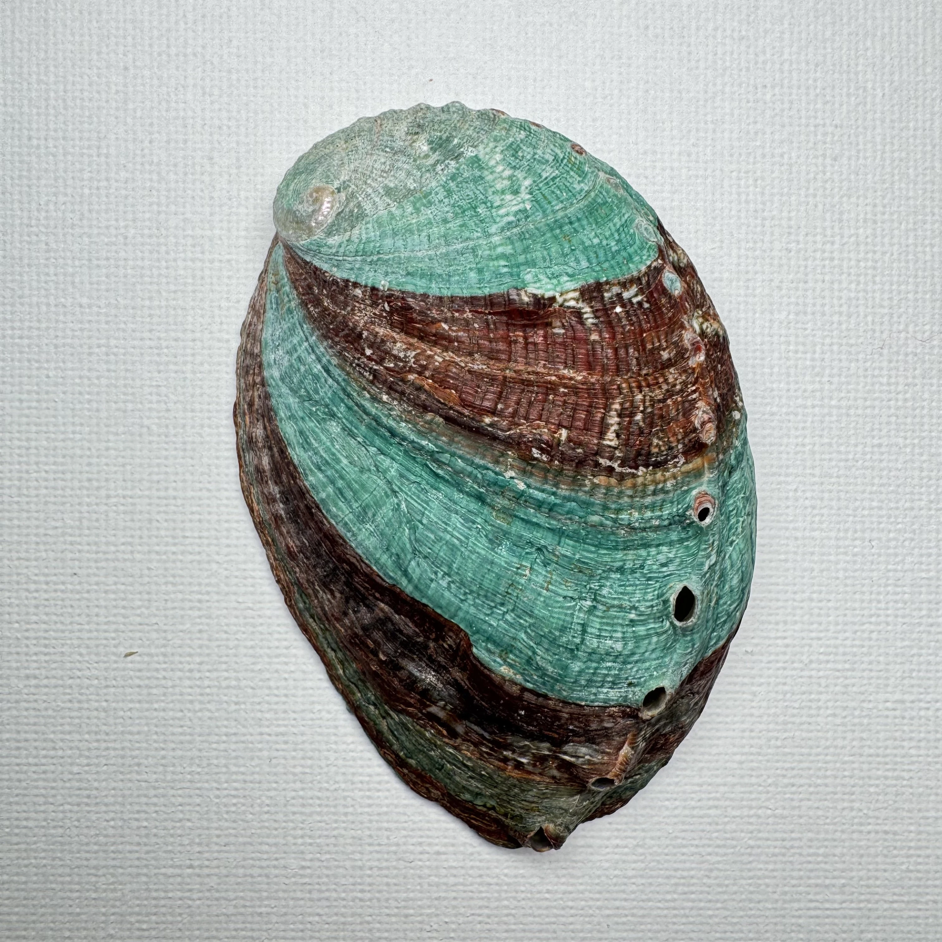 Haliotis discus hannai shell specimen, 78.8 mm, image 1