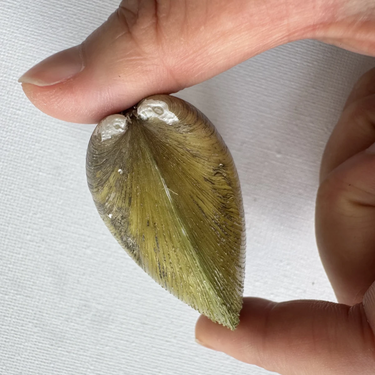 Geloina erosa shell specimen from Hainan, China, 55.4 mm, image 5