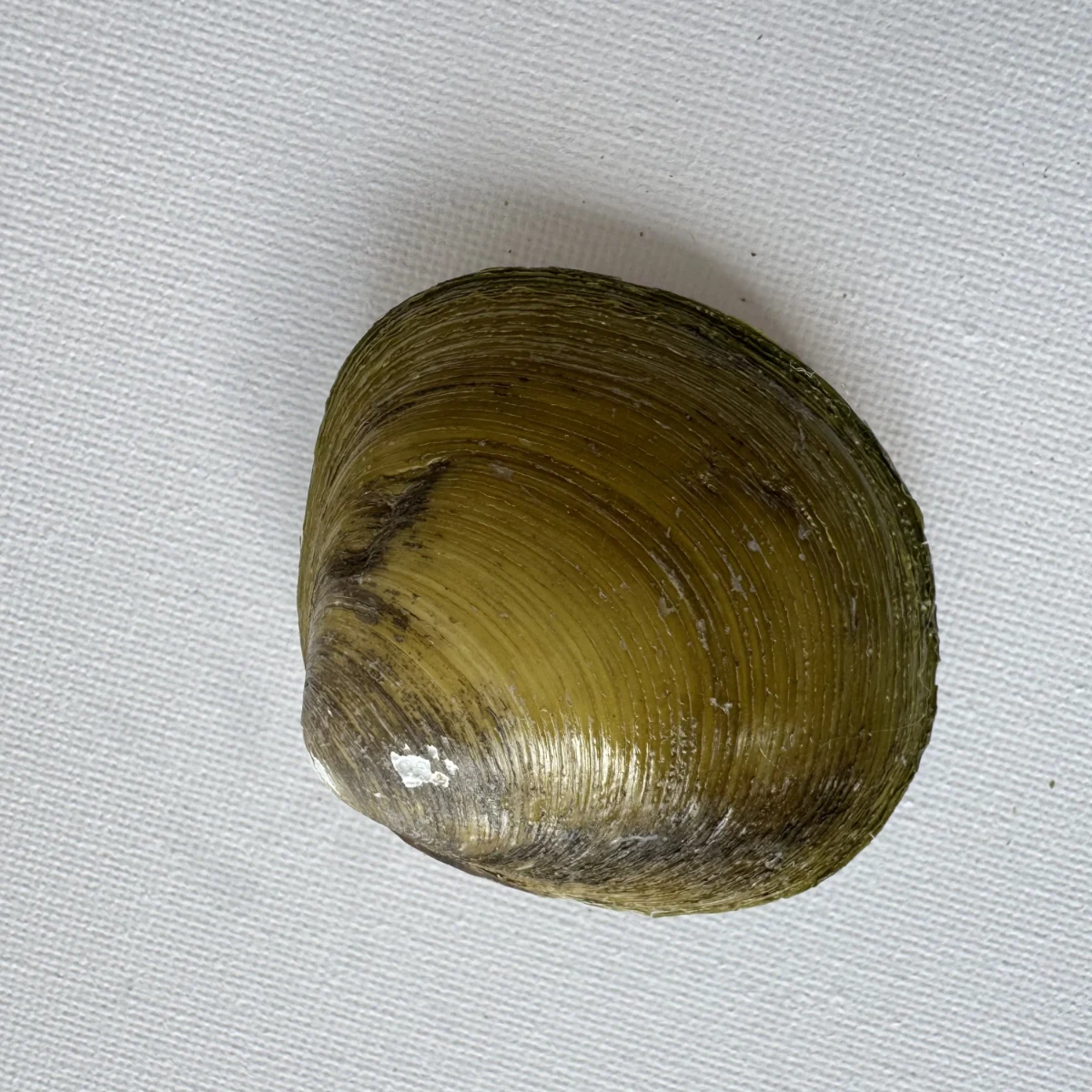 Geloina erosa shell specimen from Hainan, China, 55.4 mm, image 2
