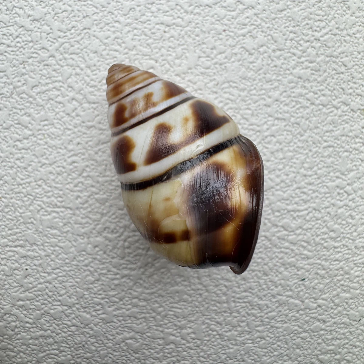 Aegistohadra zhangdanae shell specimen from Guangxi,China, 33.5 mm, image 2
