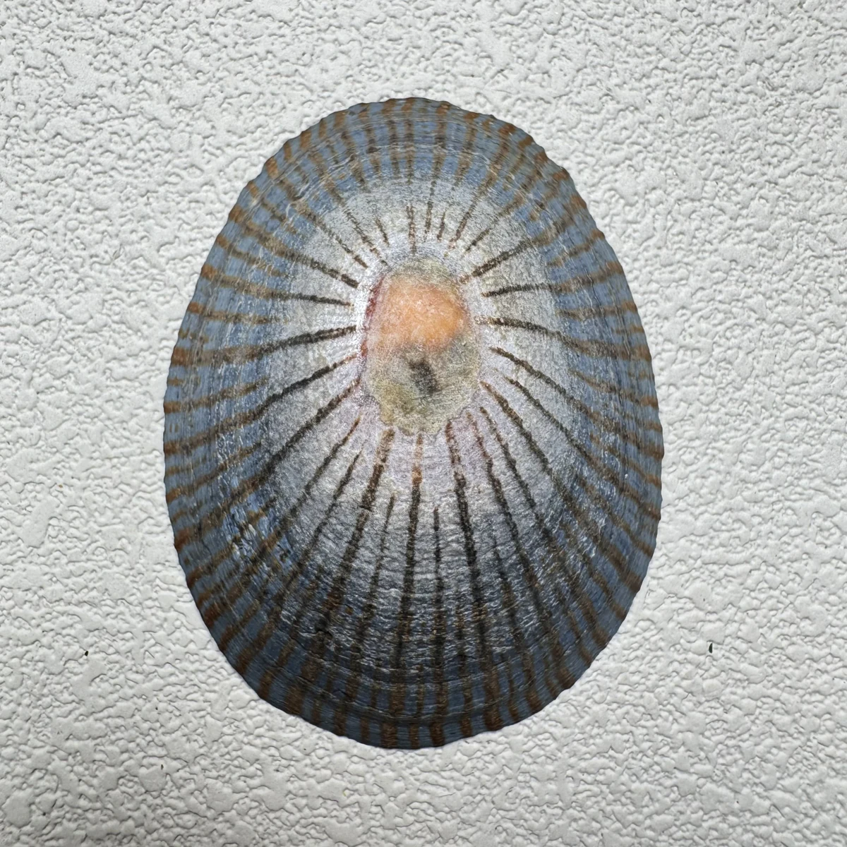 Cellana nigrolineata shell specimen from Aichi, Japan, 53.7 mm, image 1