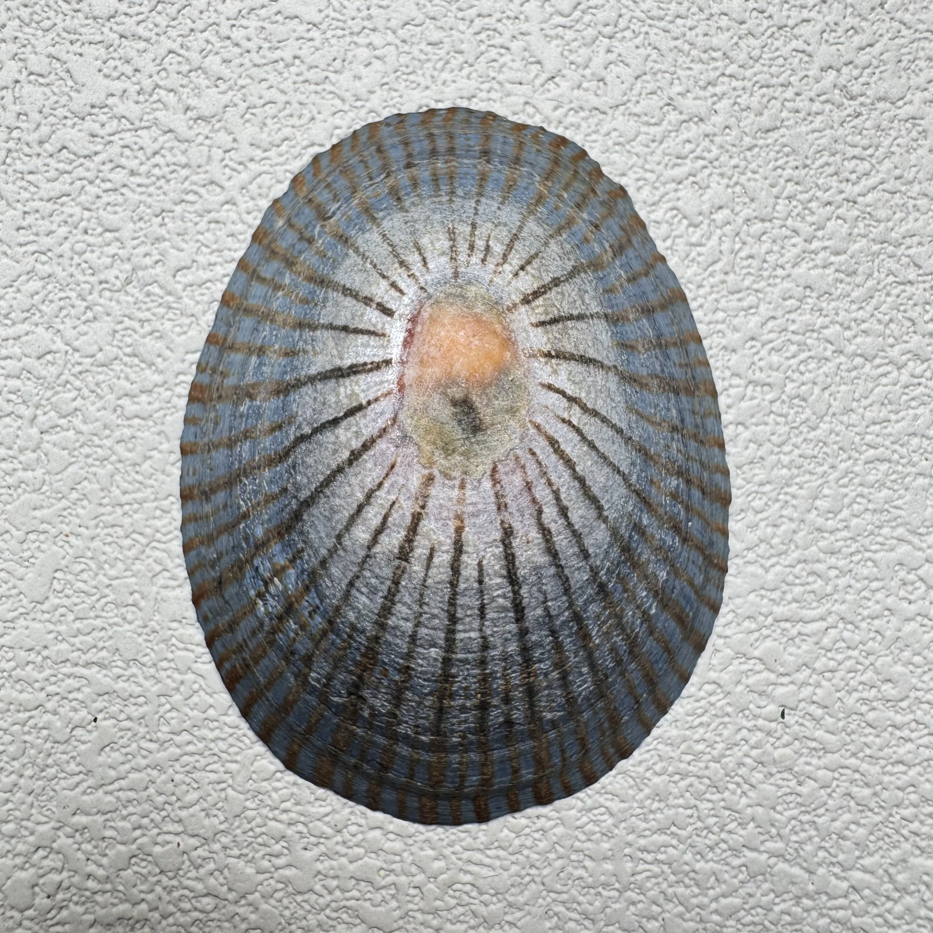 Cellana nigrolineata shell specimen from Aichi, Japan, 53.7 mm, image 1