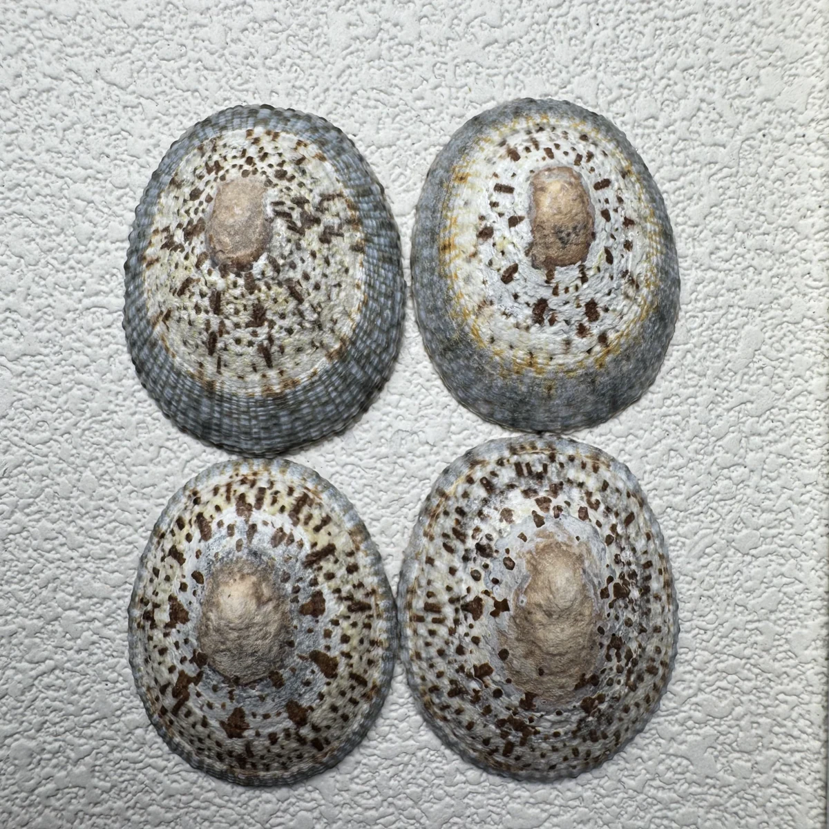Cellana grata shell specimen from Japan, 27.7-37.9 mm, image 5