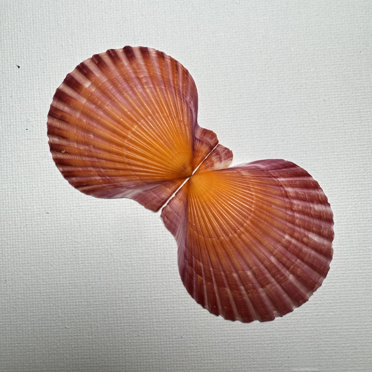 Argopecten irradians shell specimen from Shandong, China, 50-59 mm, image 4