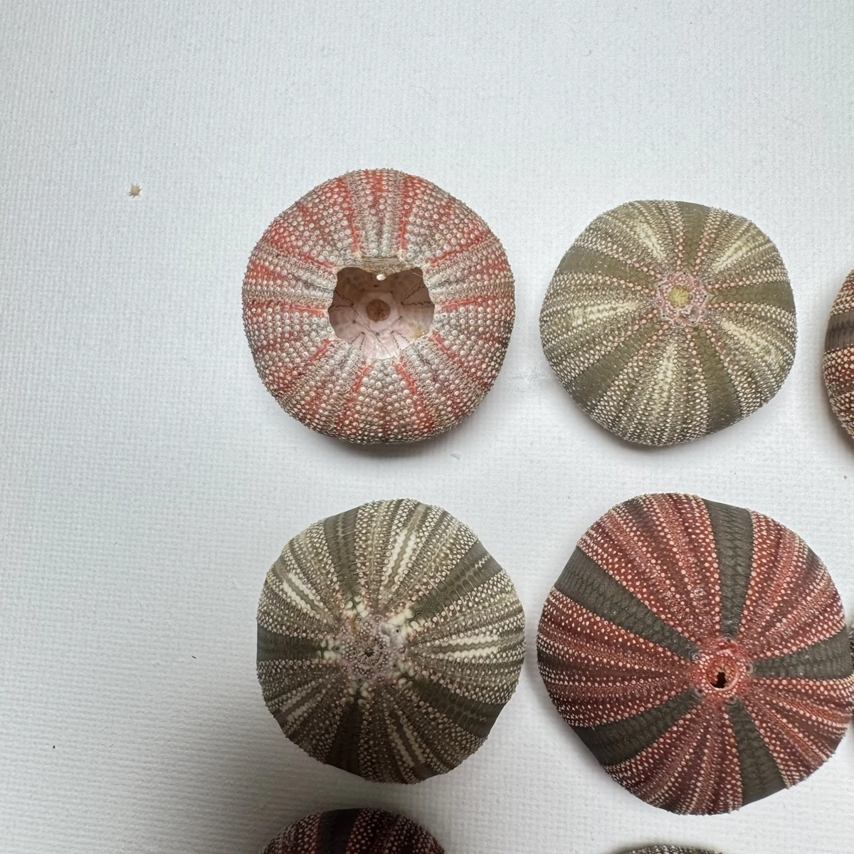 Mespilia globulus shell specimen from Lingshui, Hainan, China, 28-36.5 mm, image 2