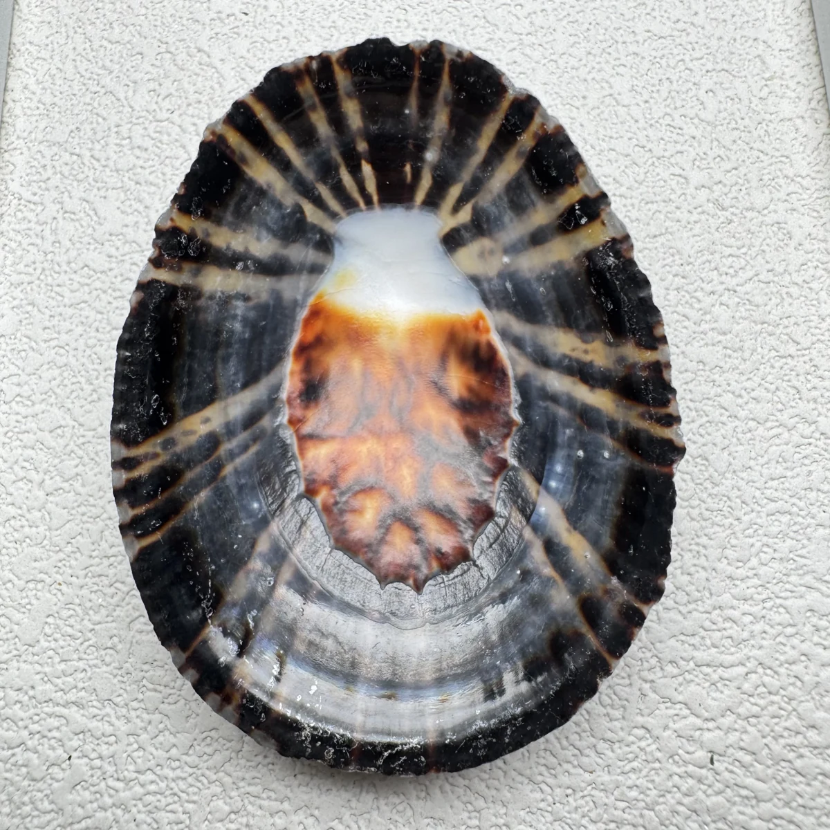 Cellana nigrolineata shell specimen from Aichi, Japan, 52.3 mm, image 2