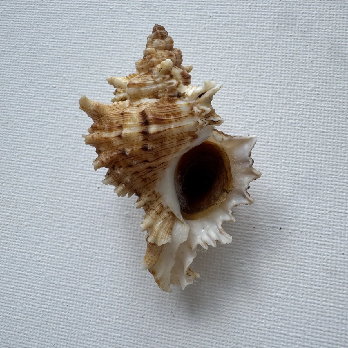 Chicoreus asianus shell specimen from Pingtan Island,Fujian,China, 60.1 mm, image 2