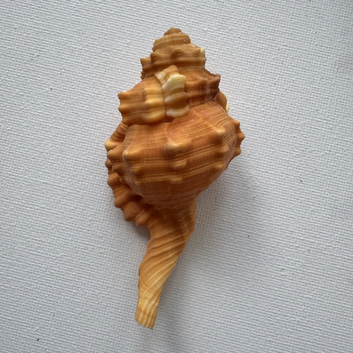Ranularia pyrum shell specimen from Philippines, 80.4 mm, image 1