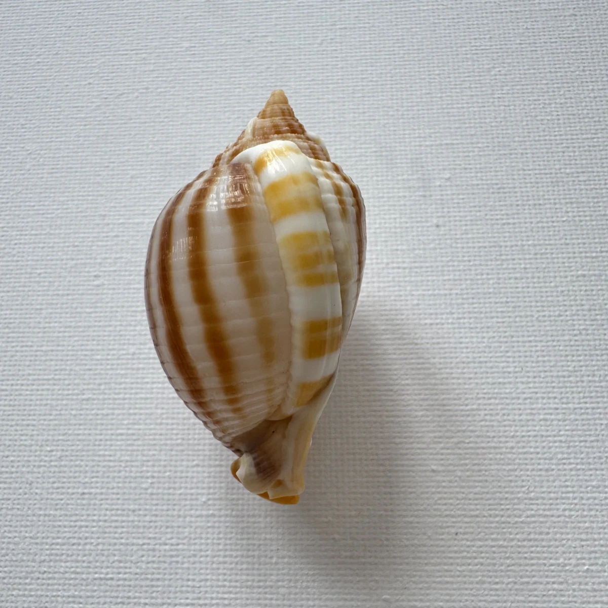 Phalium flammiferum shell specimen from East China Sea Zhejiang Province, China, 55.7 mm, image 3