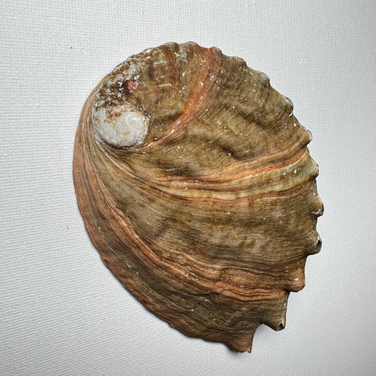 Haliotis discus shell specimen from Hinomisaki, Wakayama, Japan, 117.2 mm, image 3