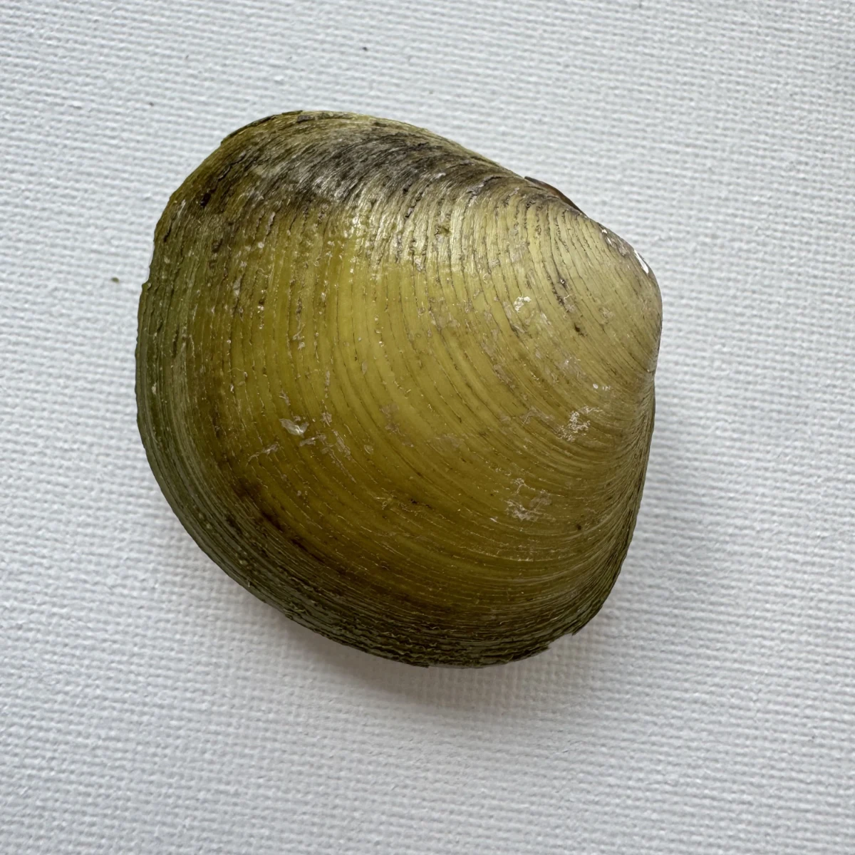 Geloina erosa shell specimen from Hainan, China, 52.3 mm, image 2