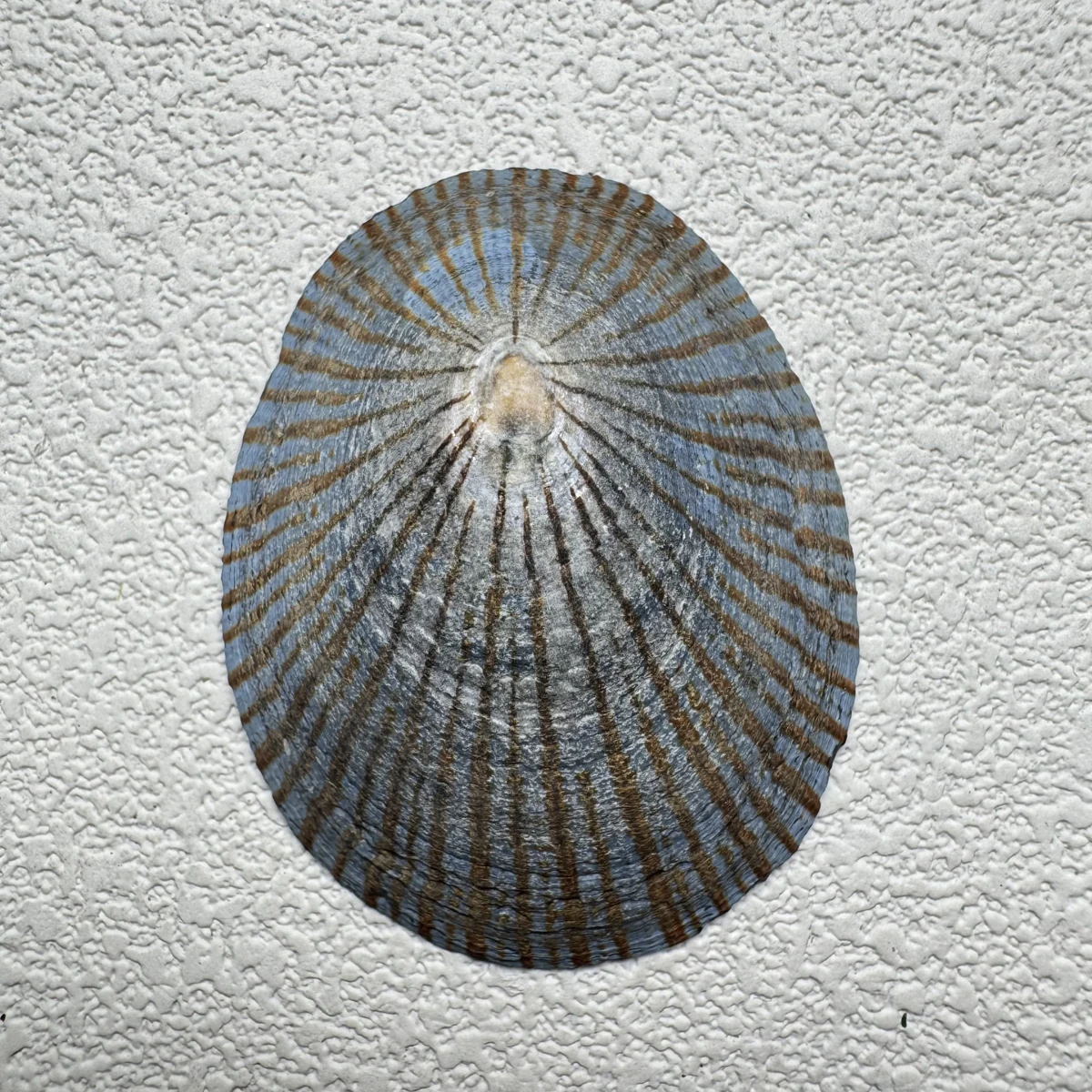 Cellana nigrolineata shell specimen from Aichi, Japan, 45.6 mm, image 1