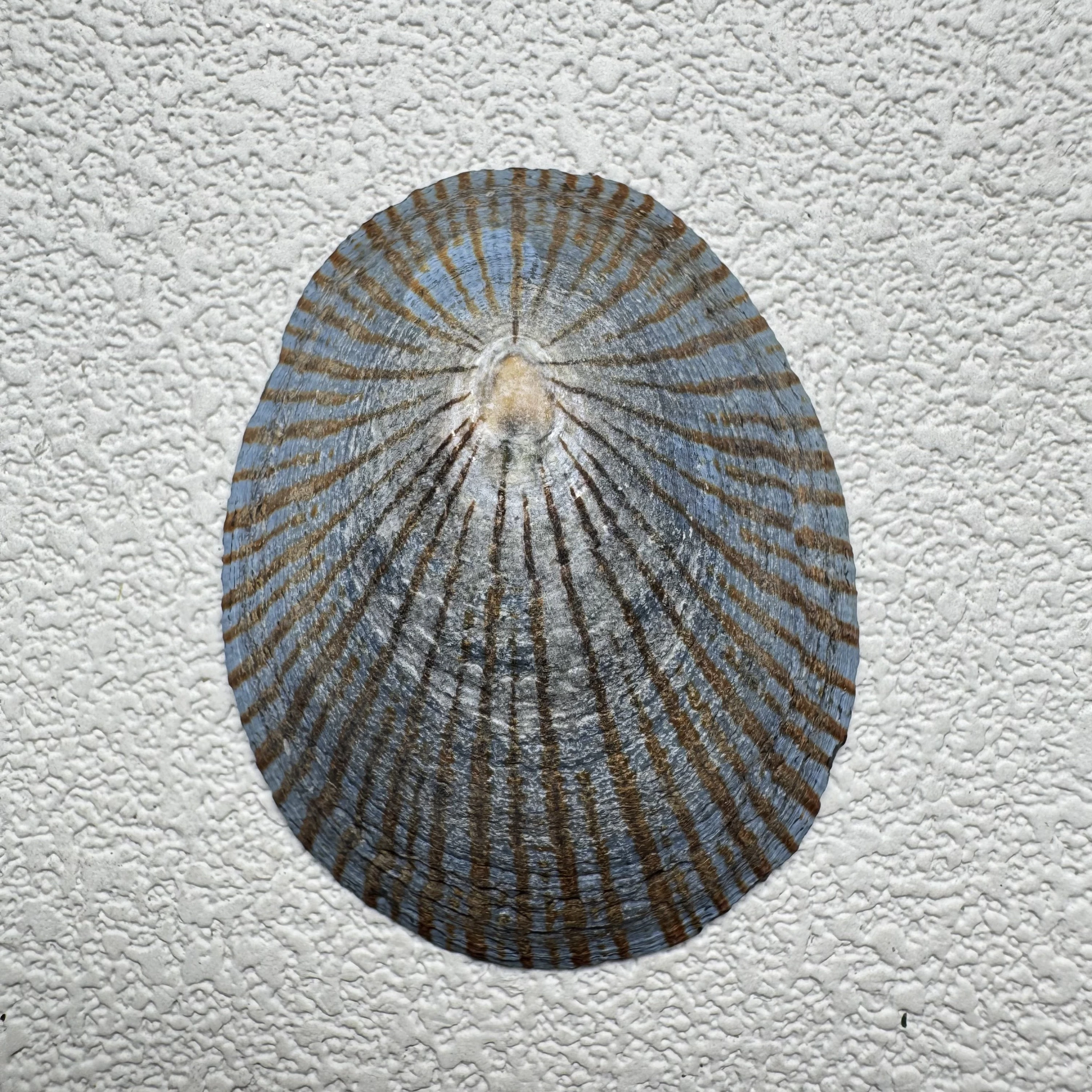 Cellana nigrolineata shell specimen from Aichi, Japan, 45.6 mm, image 1