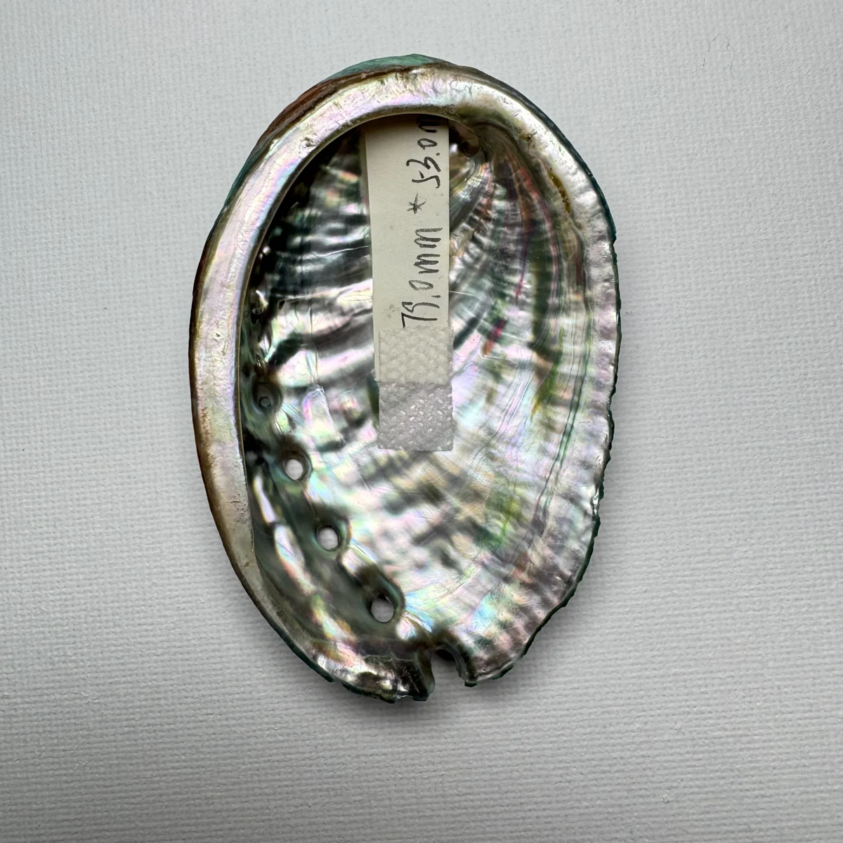 Haliotis discus hannai shell specimen, 79 mm, image 2