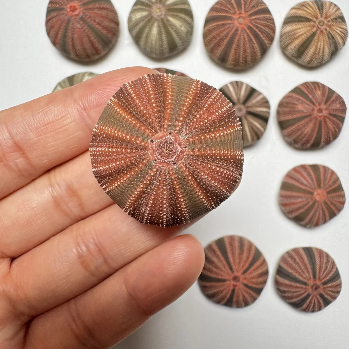 Mespilia globulus shell specimen from Lingshui, Hainan, China, 28-36.5 mm, image 3