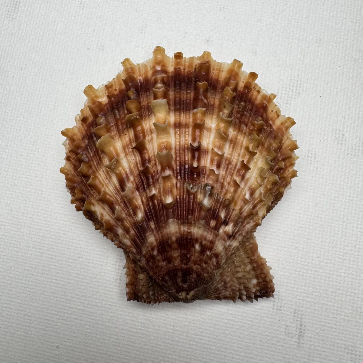 Scaeochlamys farreri shell specimen from Shandong, China, 61.4 mm, image 2