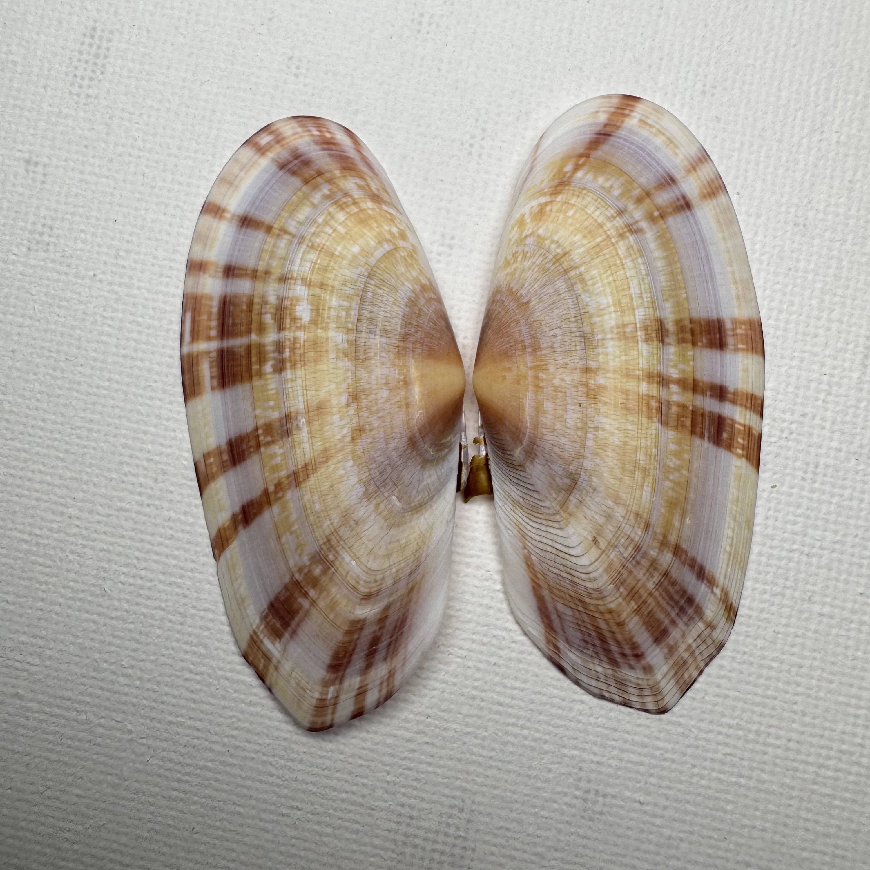 Psammobia radiata shell specimen from Beihai, Guangxi, China, 58.3 mm, image 1