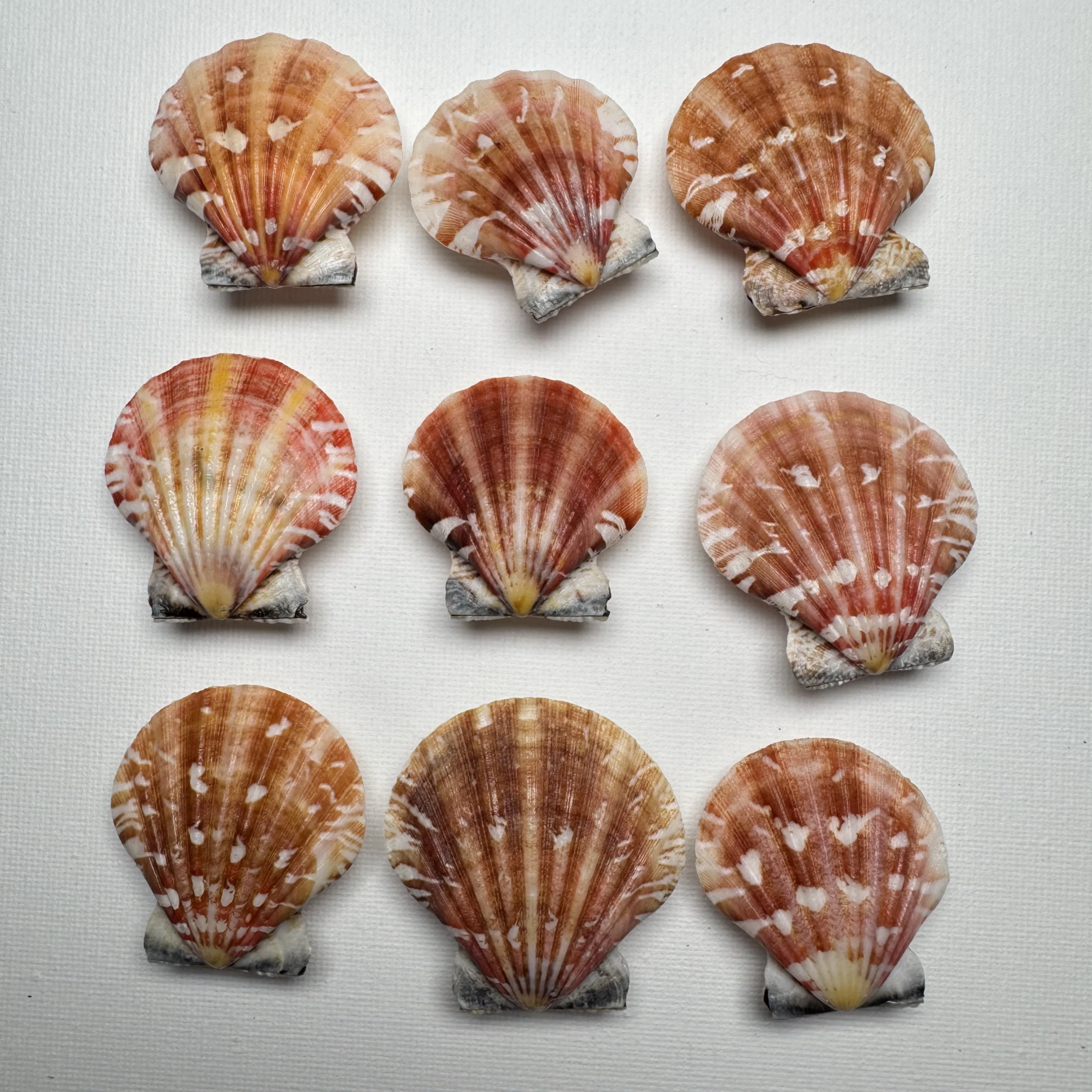 Bractechlamys vexillum shell specimen from Philippines, 38.4-45.8 mm, image 1
