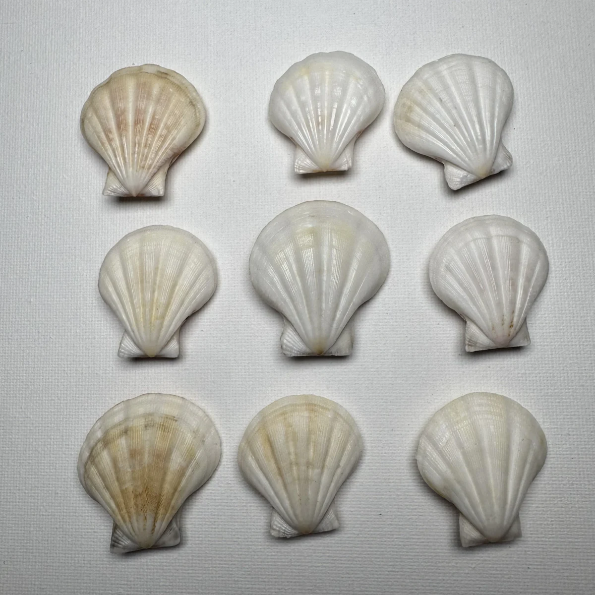 Decatopecten plica shell specimen from Philippines, 35.7-43.1 mm, image 2