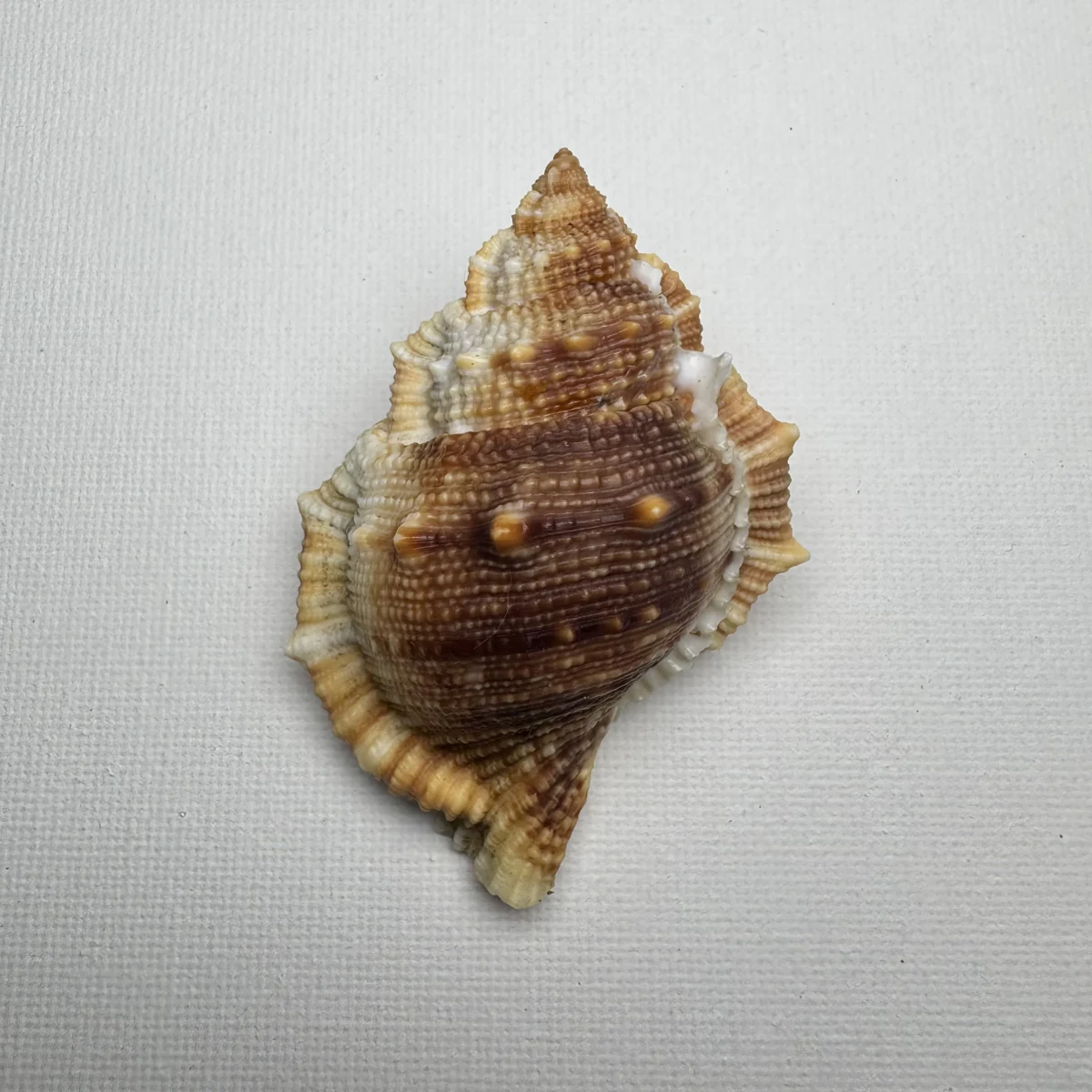 Bufonaria perelegans shell specimen from East China Sea Zhejiang Province China, 65.9 mm, image 1