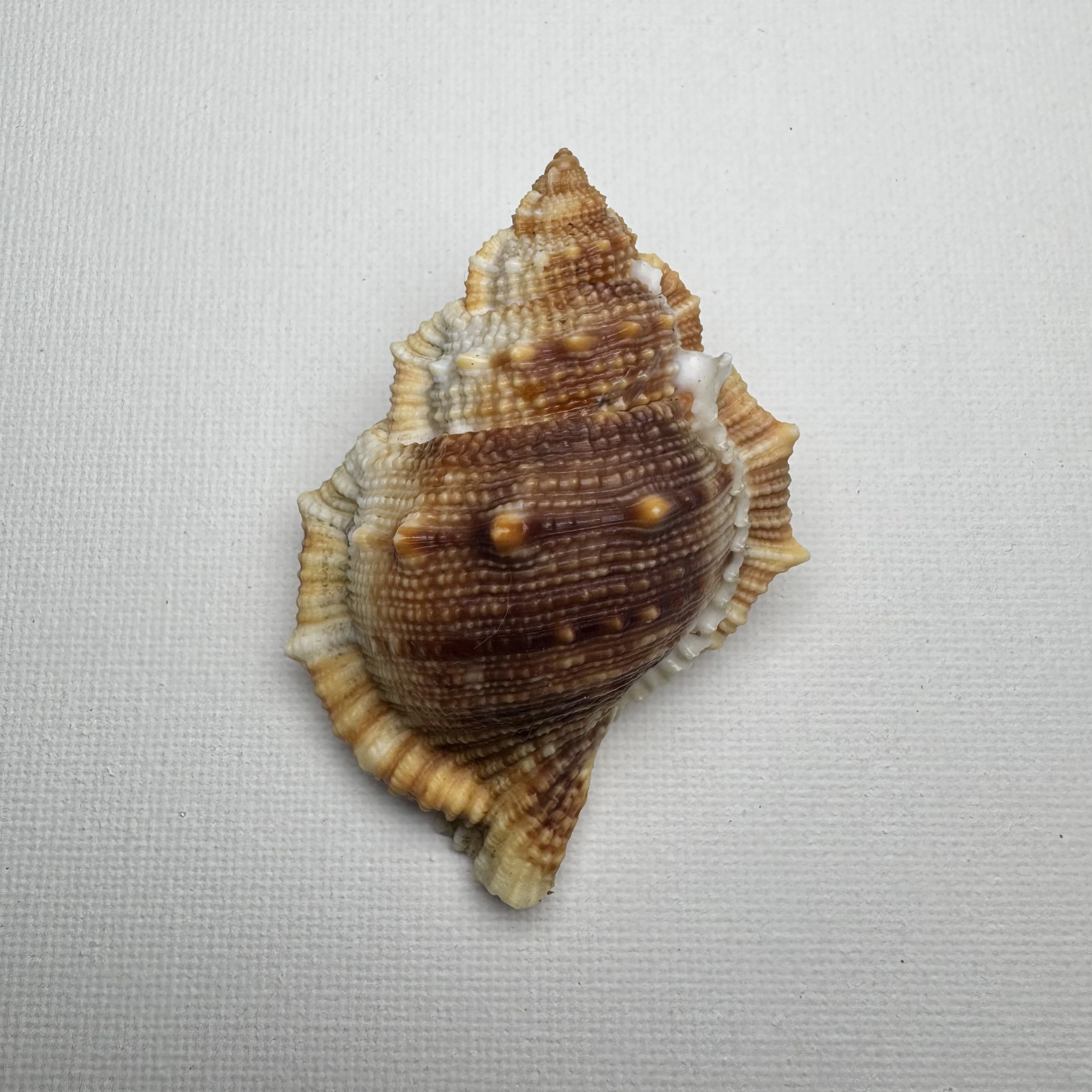 Bufonaria perelegans shell specimen from East China Sea Zhejiang Province China, 65.9 mm, image 1