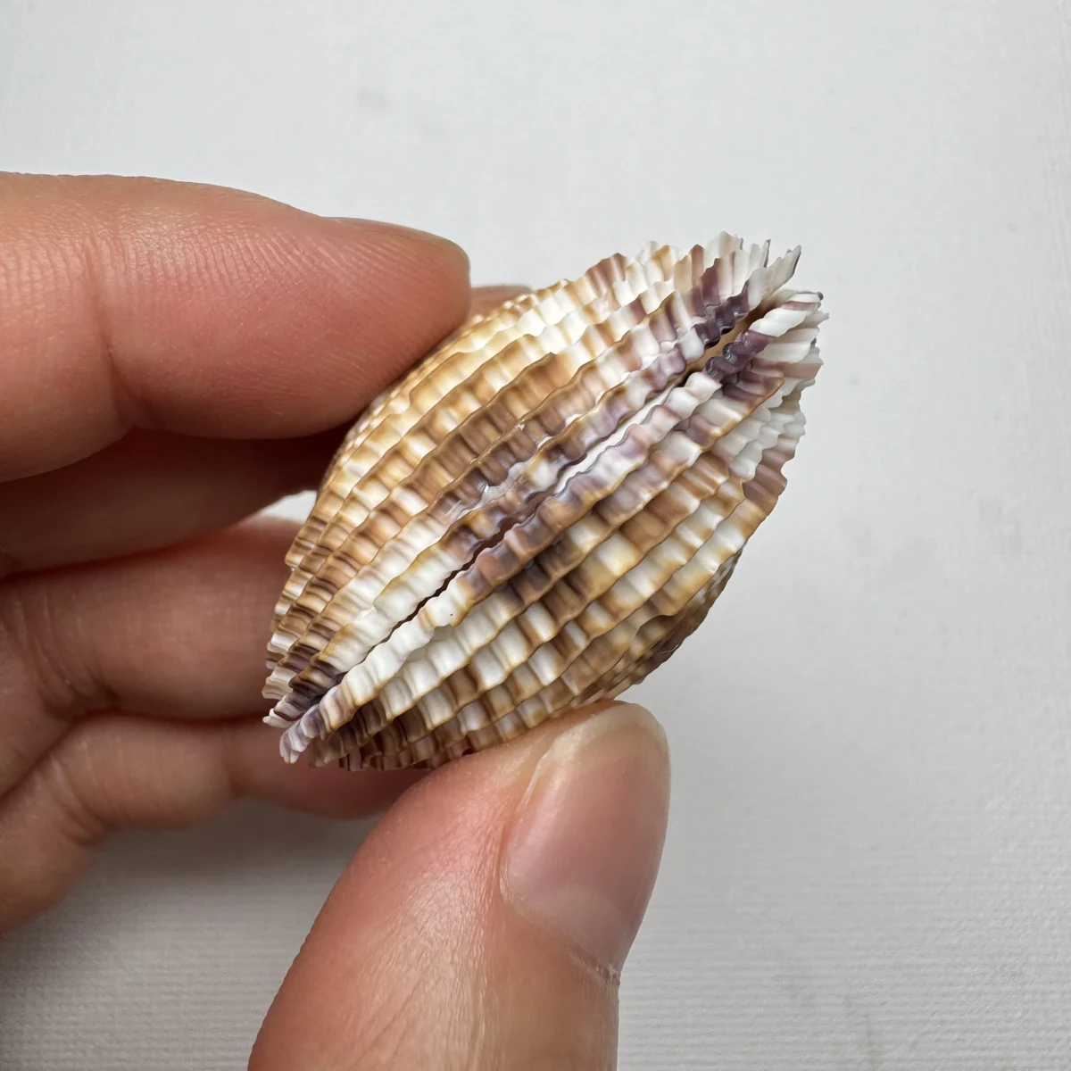 Antigona lamellaris shell specimen from Beihai,Guangxi,China, 31.9*40.9 mm, image 2