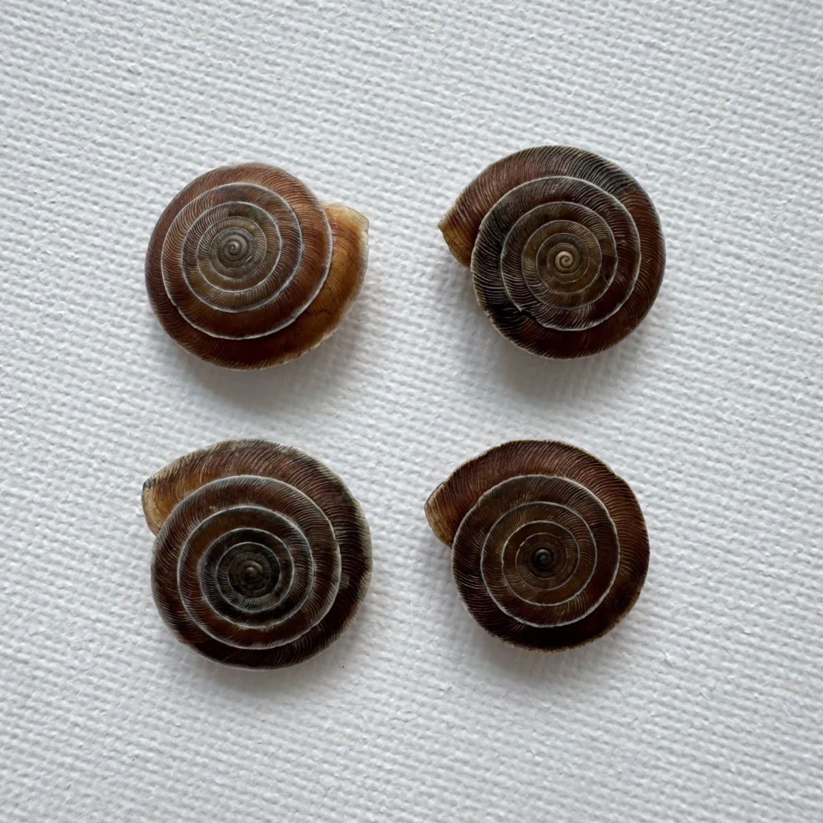 Laeocathaica carinalis shell specimen from Longnan, Gansu, China, 17.7-18.4 mm, image 5