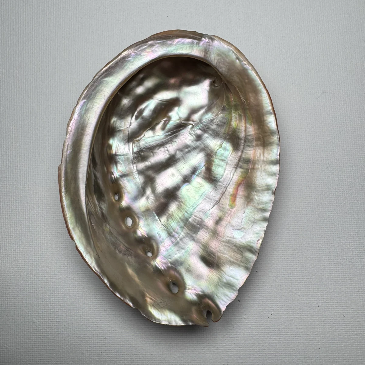 Haliotis discus shell specimen from Hinomisaki, Wakayama, Japan, 117.2 mm, image 5