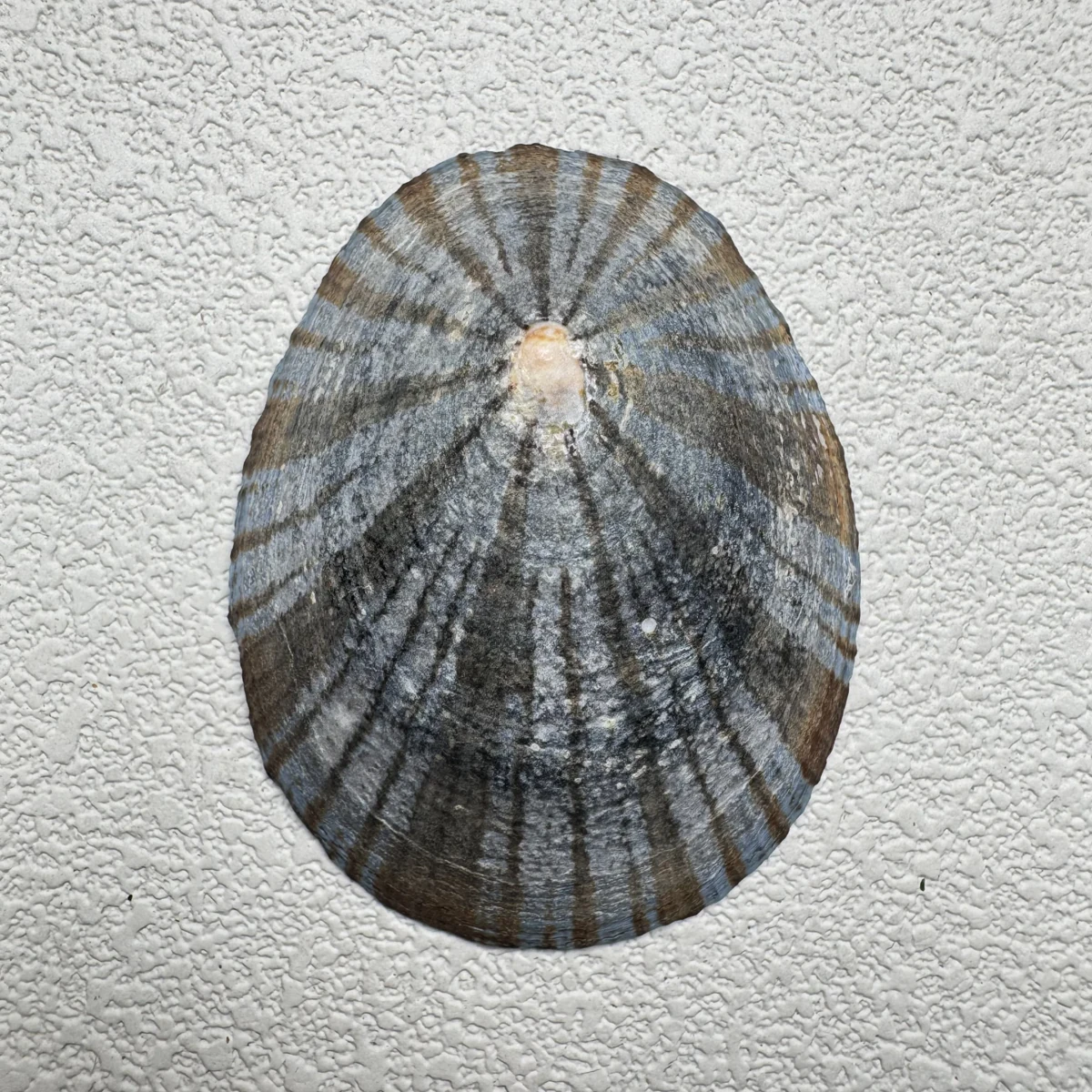 Cellana nigrolineata shell specimen from Aichi, Japan, 52.3 mm, image 1
