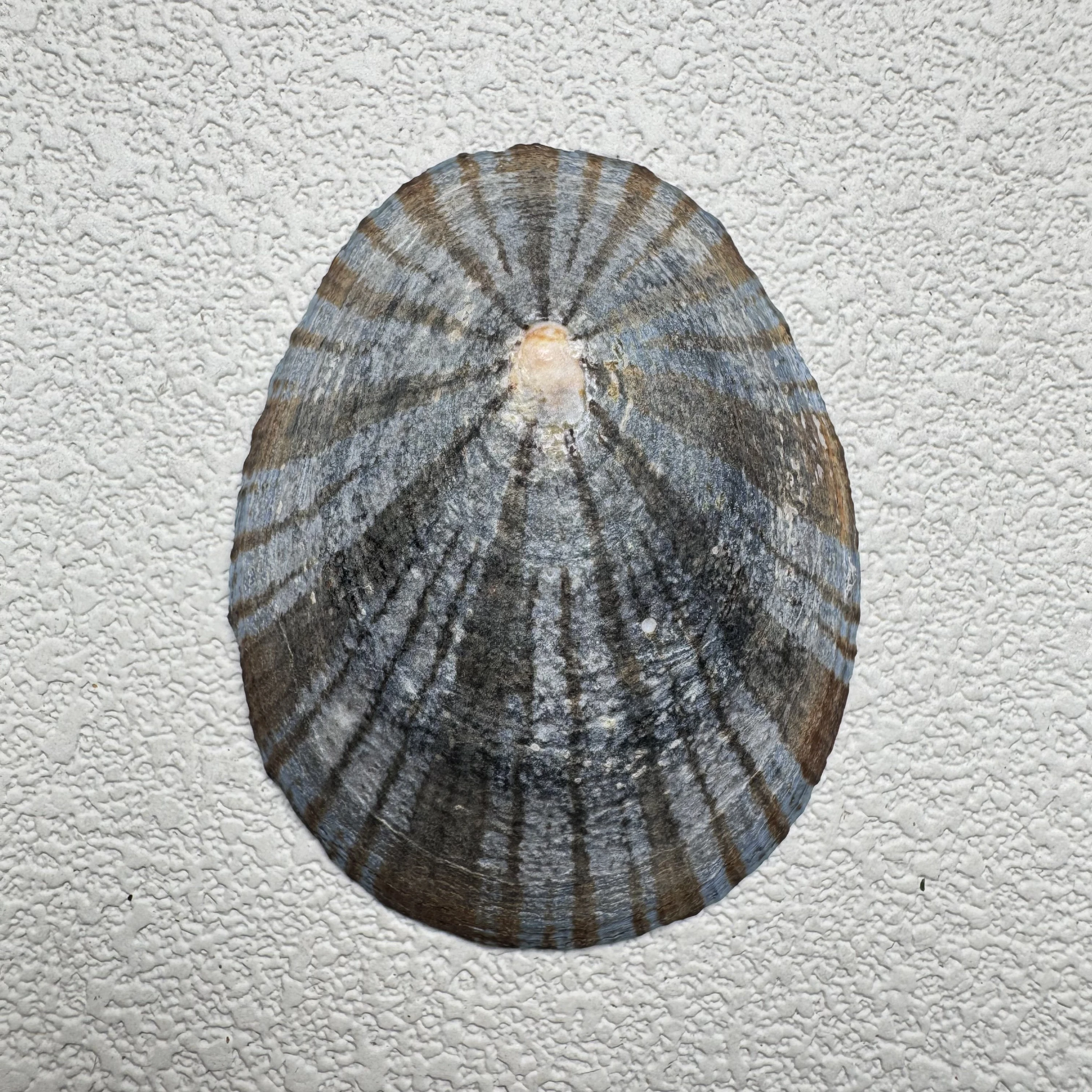 Cellana nigrolineata shell specimen from Aichi, Japan, 52.3 mm, image 1