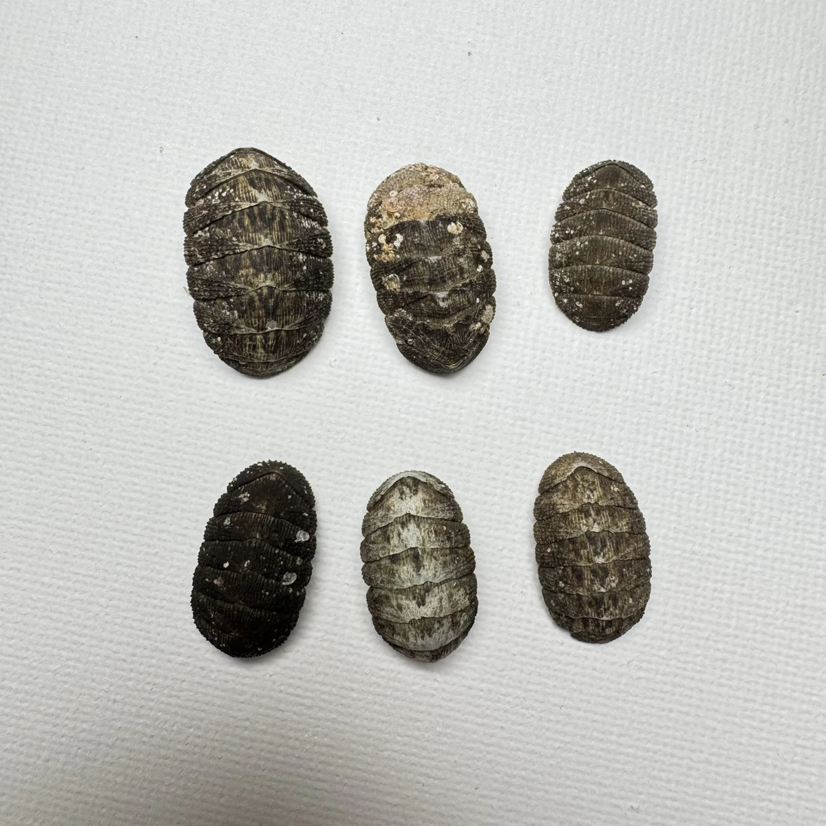 Lepidozona coreanica shell specimen from Yellow Sea, China, 19-24 mm, image 5