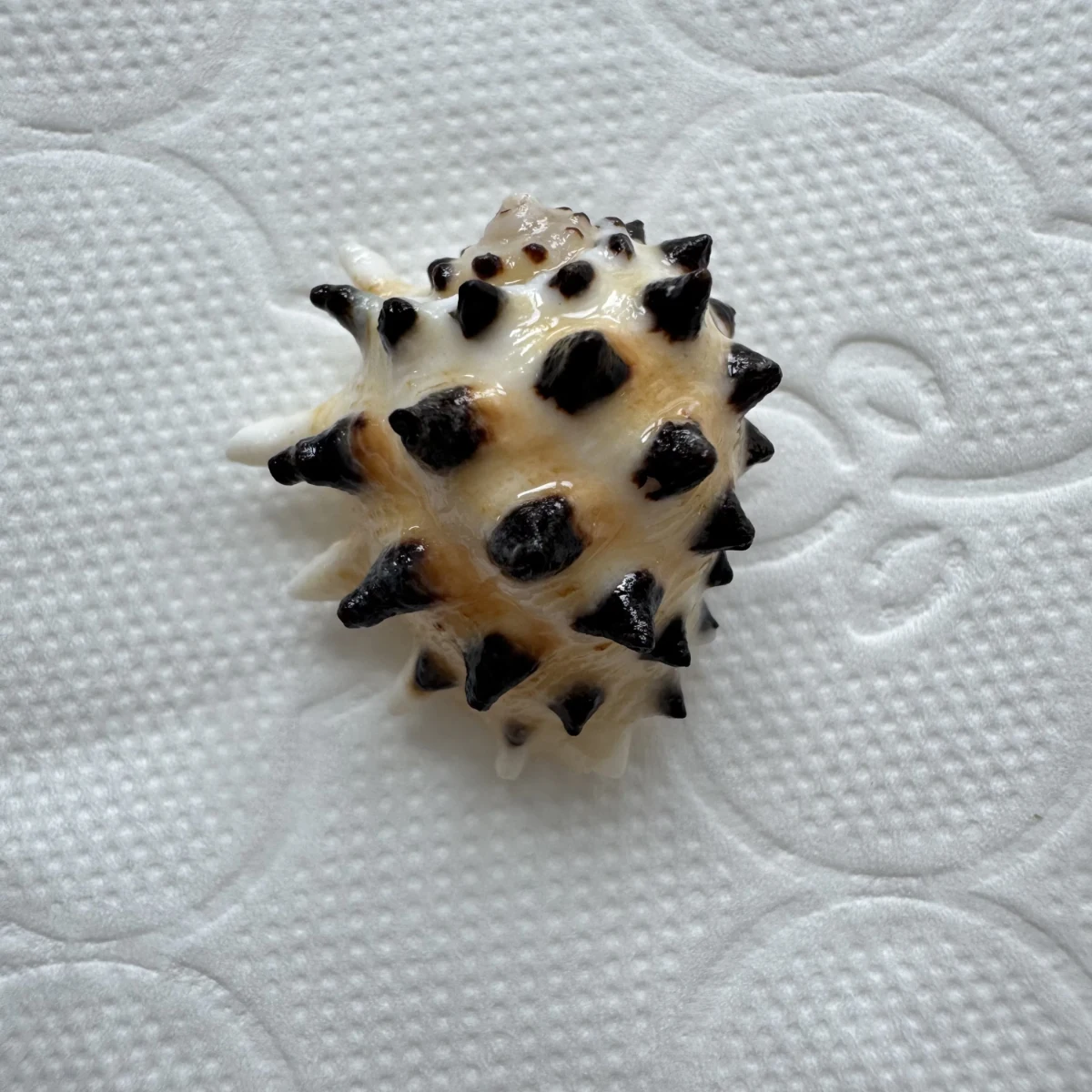 Drupa ricinus shell specimen from Okinawa, Japan, 23.6 mm, image 1