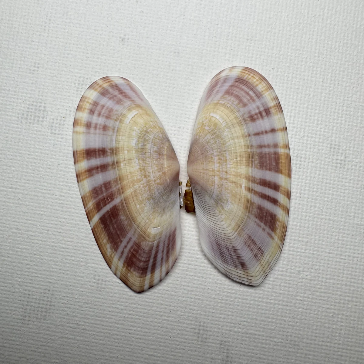 Psammobia radiata shell specimen from Beihai, Guangxi, China, 51.3 mm, image 1