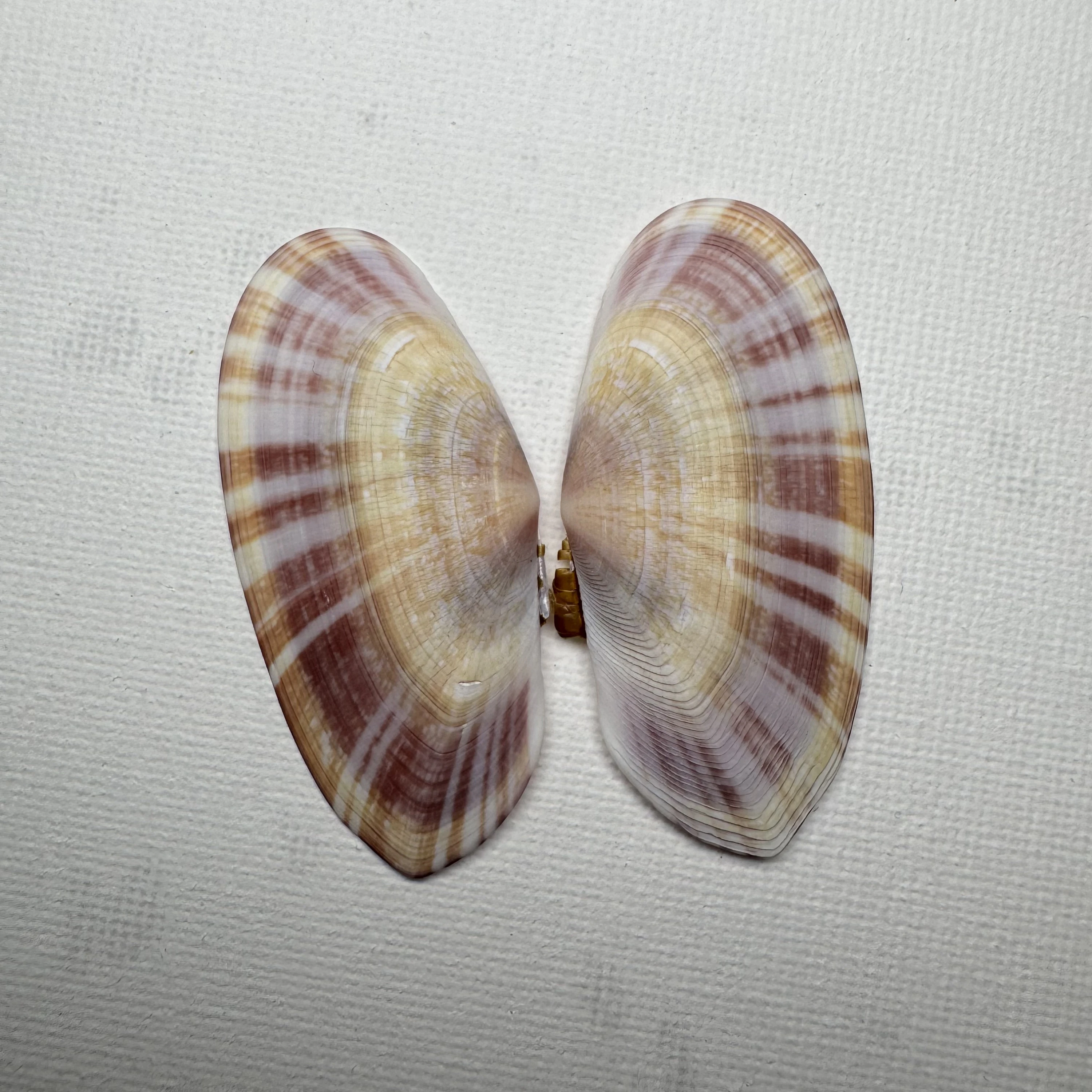 Psammobia radiata shell specimen from Beihai, Guangxi, China, 51.3 mm, image 1