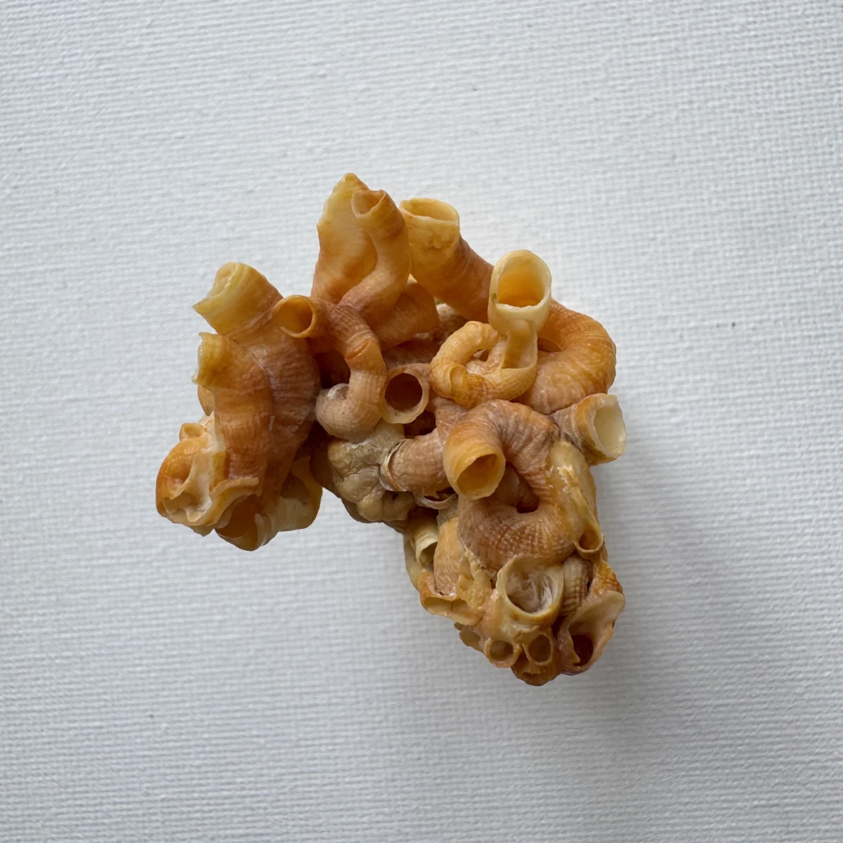 Vermetidae sp. shell specimen from Beihai,Guangxi, China, 59.8 mm, image 3