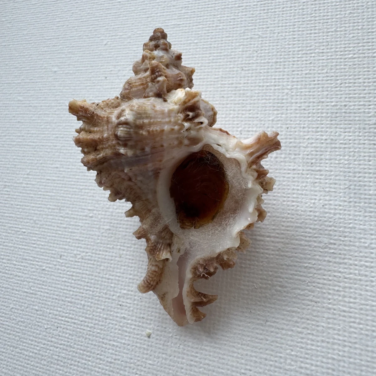 Chicoreus asianus shell specimen from Pingtan Island,Fujian,China, 60.1 mm, image 2