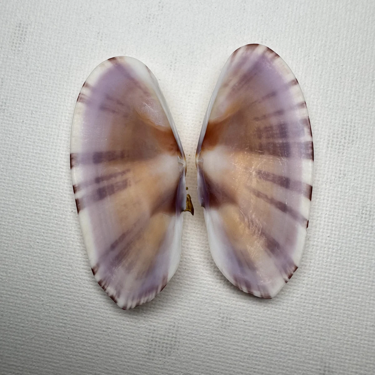 Psammobia radiata shell specimen from Beihai, Guangxi, China, 58.3 mm, image 2
