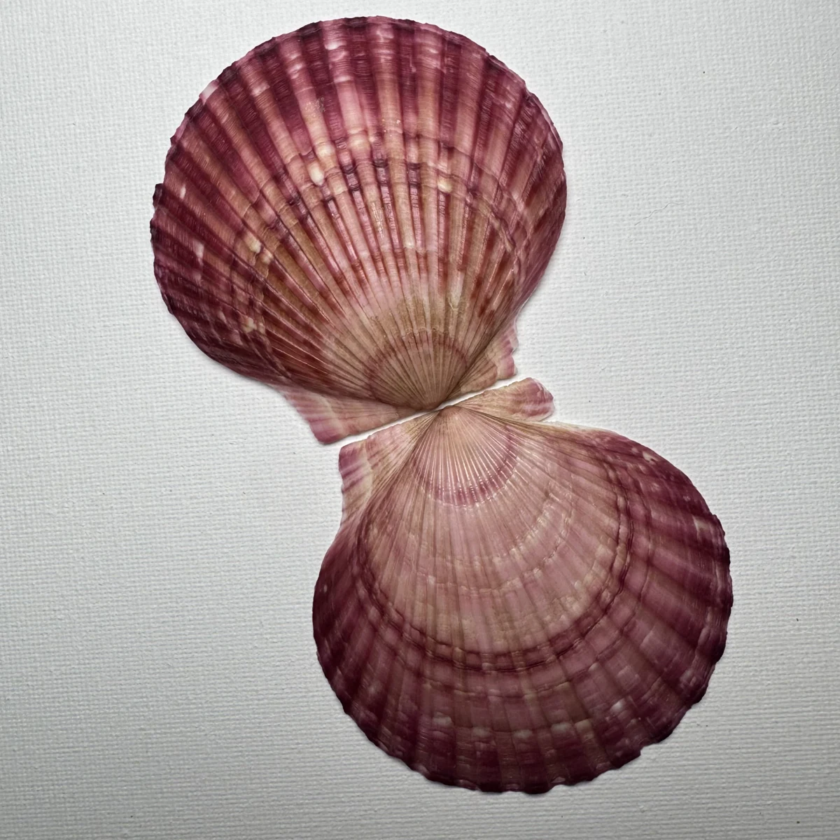 Argopecten irradians shell specimen from Shandong, China, 70.4*75.3 mm, image 3