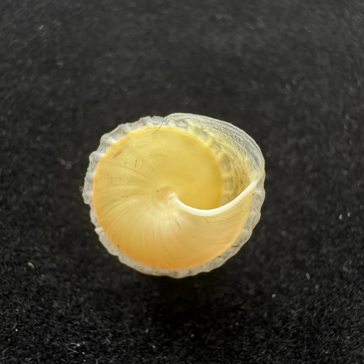 Latin：Geotrochatella martensi shell specimen from Nanning,Guangxi,China, 13 mm, image 4