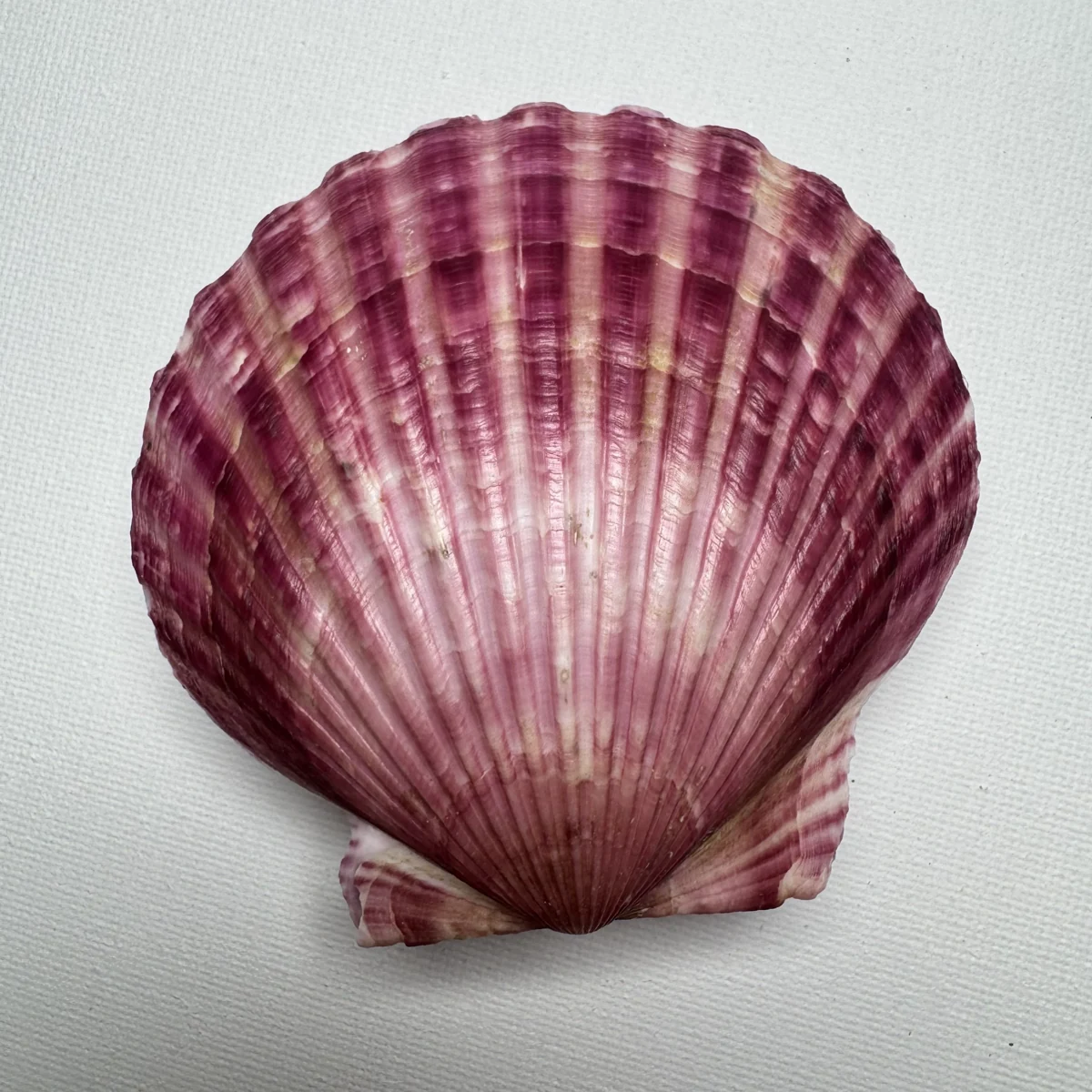 Argopecten irradians shell specimen from Shandong, China, 78*82.2 mm, image 2