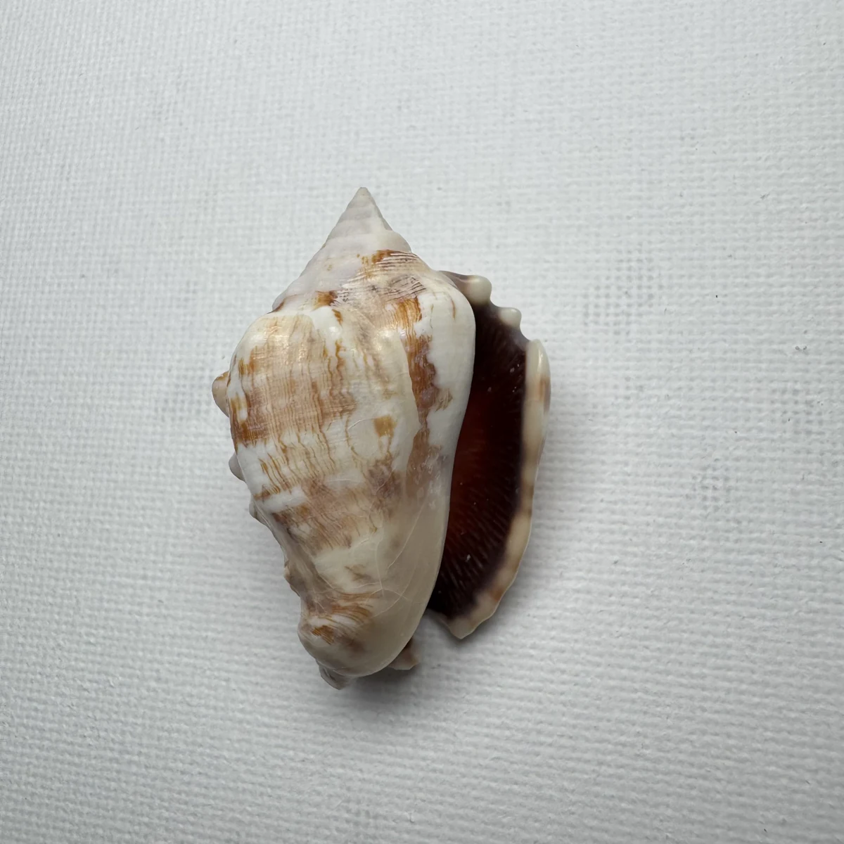 Lentigo pipus shell specimen from Philippines, 40.6 mm, image 2