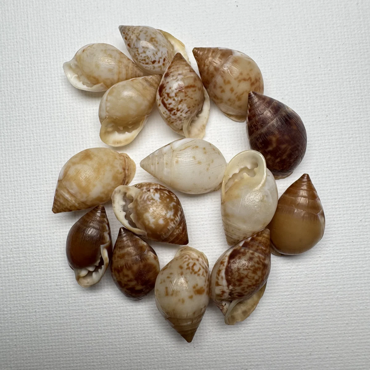 Pythia pantherina shell specimen from Pulau Weh, Banda Aceh, Indonesia, 22-25 mm, image 1