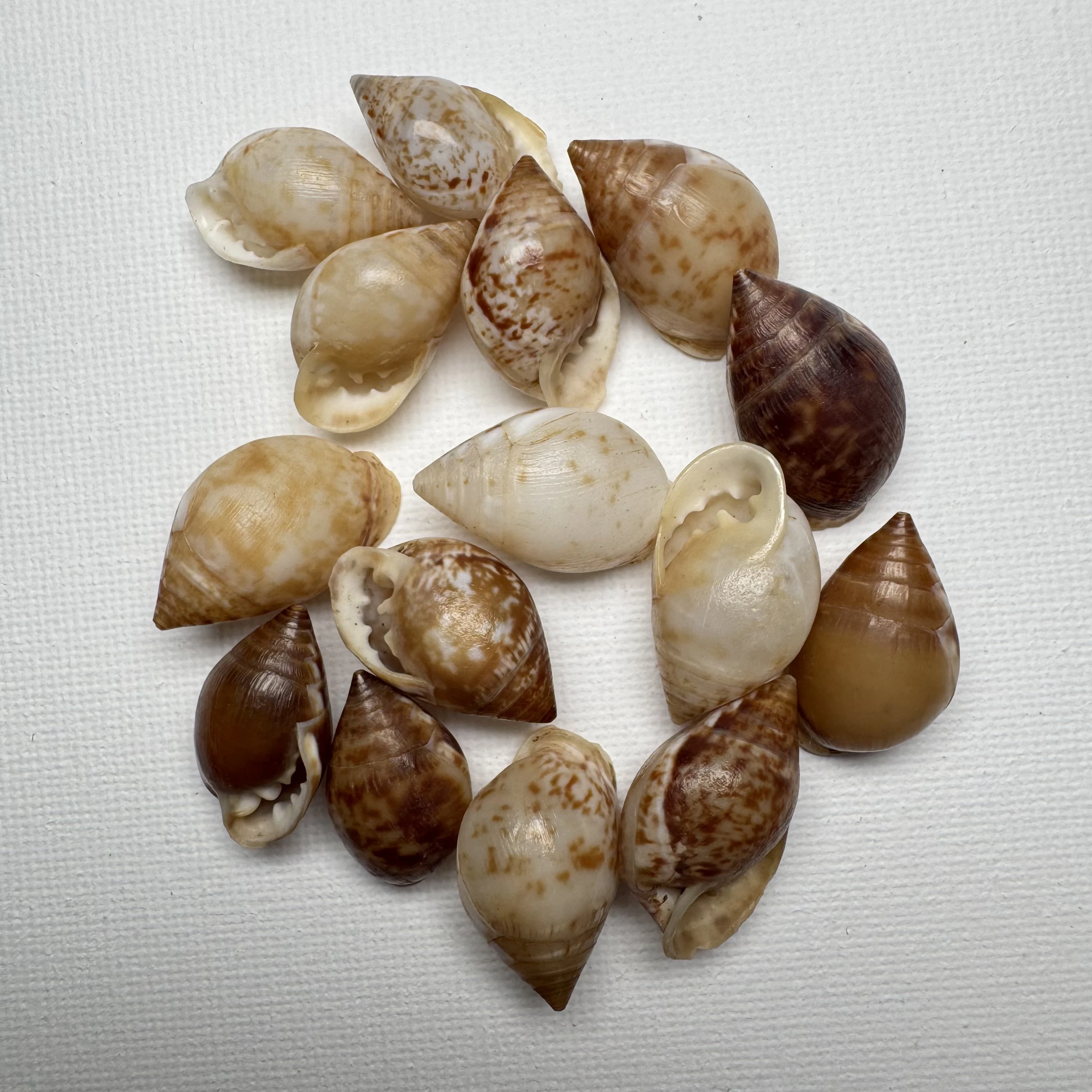 Pythia pantherina shell specimen from Pulau Weh, Banda Aceh, Indonesia, 22-25 mm, image 1
