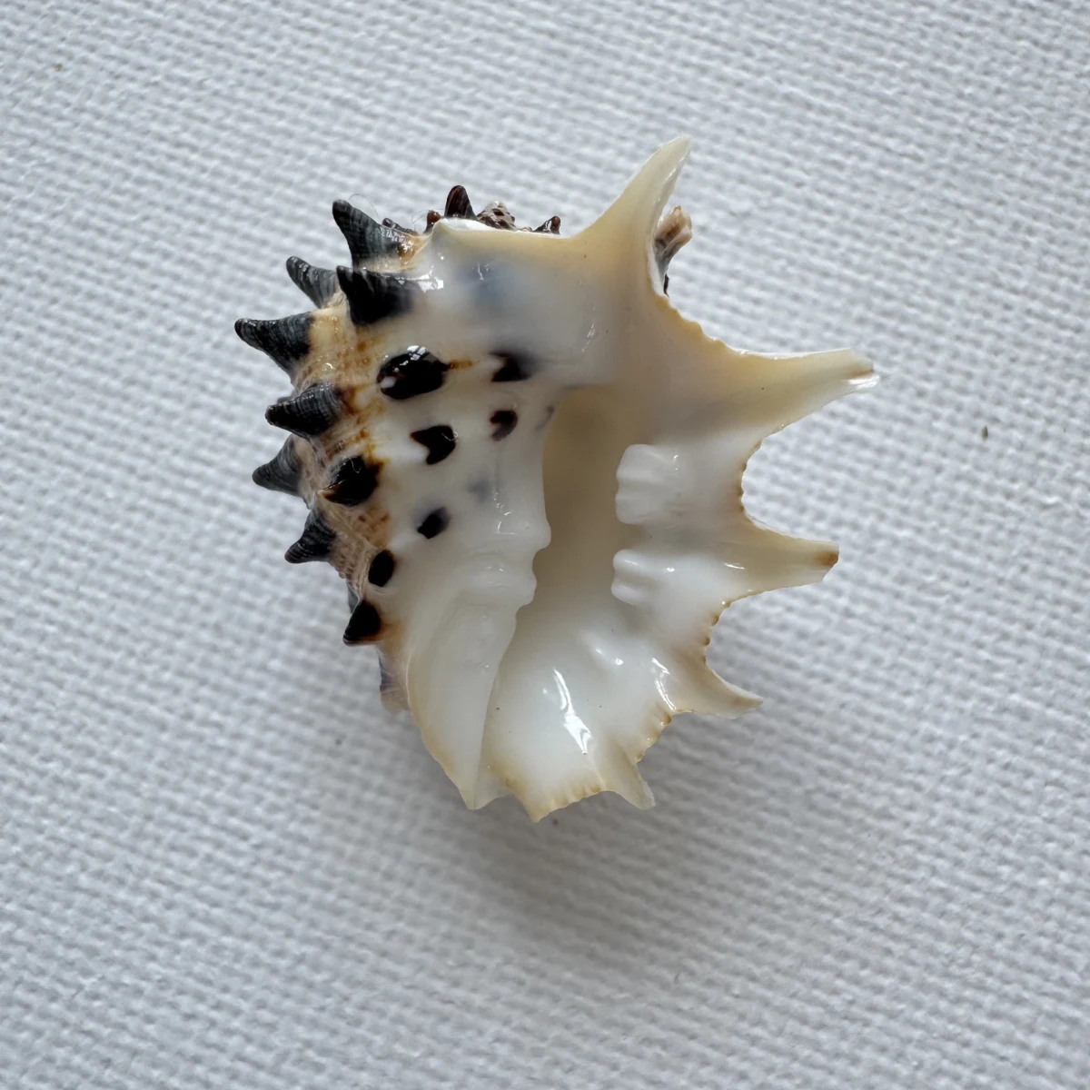 Drupa ricinus shell specimen from Okinawa, Japan, 25.4 mm, image 2