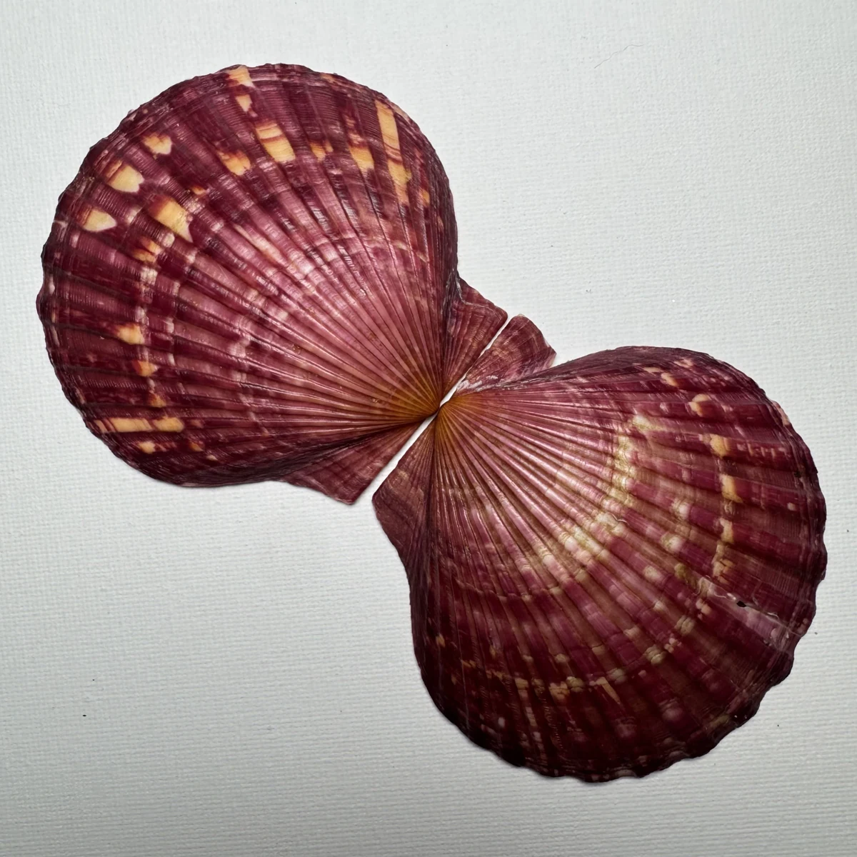 Argopecten irradians shell specimen from Shandong, China, 76*78.6 mm, image 3
