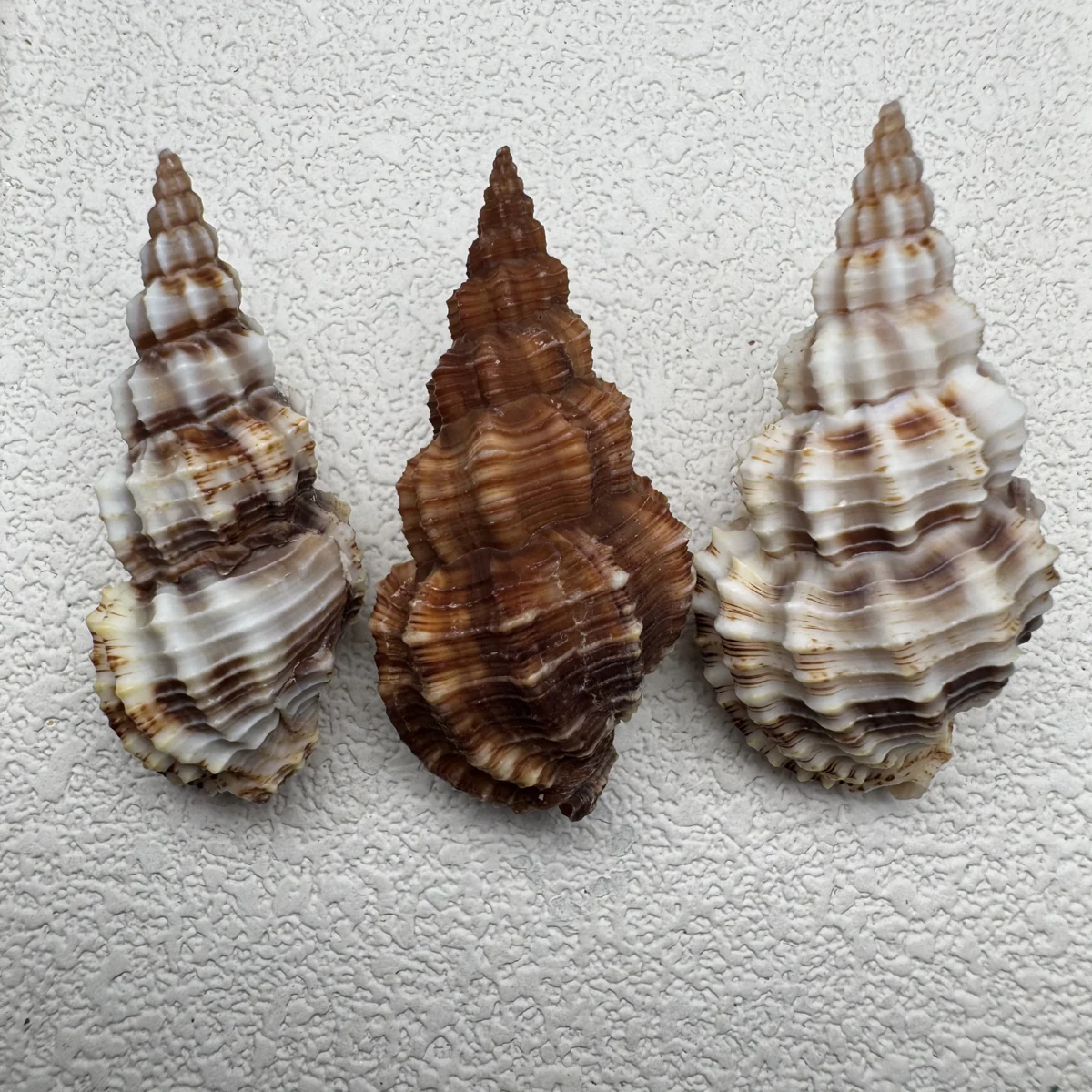 Phos senticosus shell specimen from Beihai,Guangxi,China, 34.8-42.4 mm, image 5