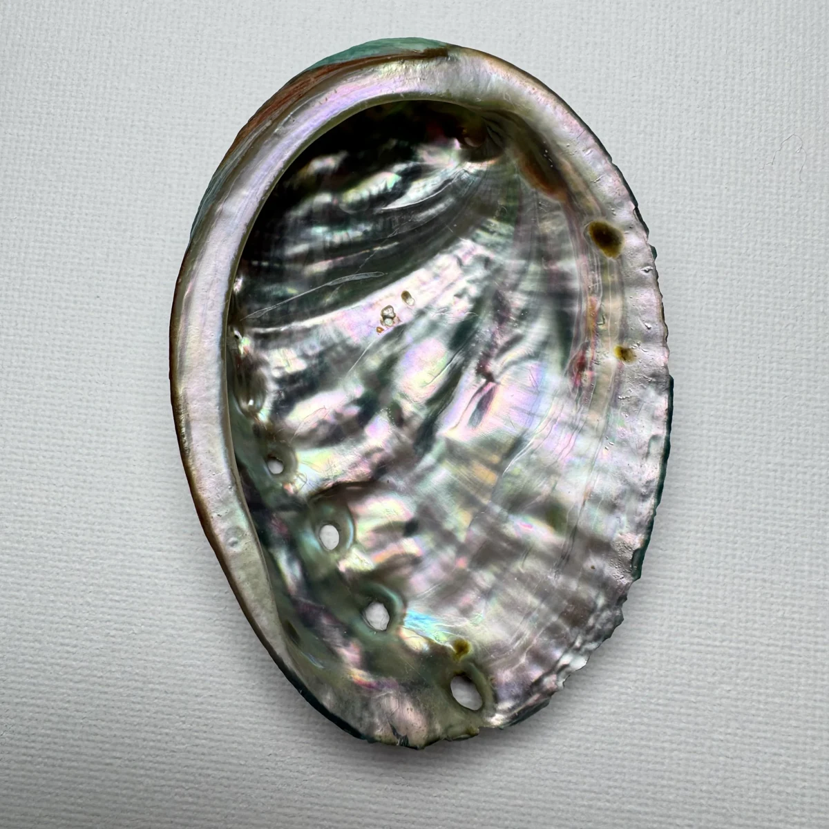 Haliotis discus hannai shell specimen, 79.3 mm, image 2