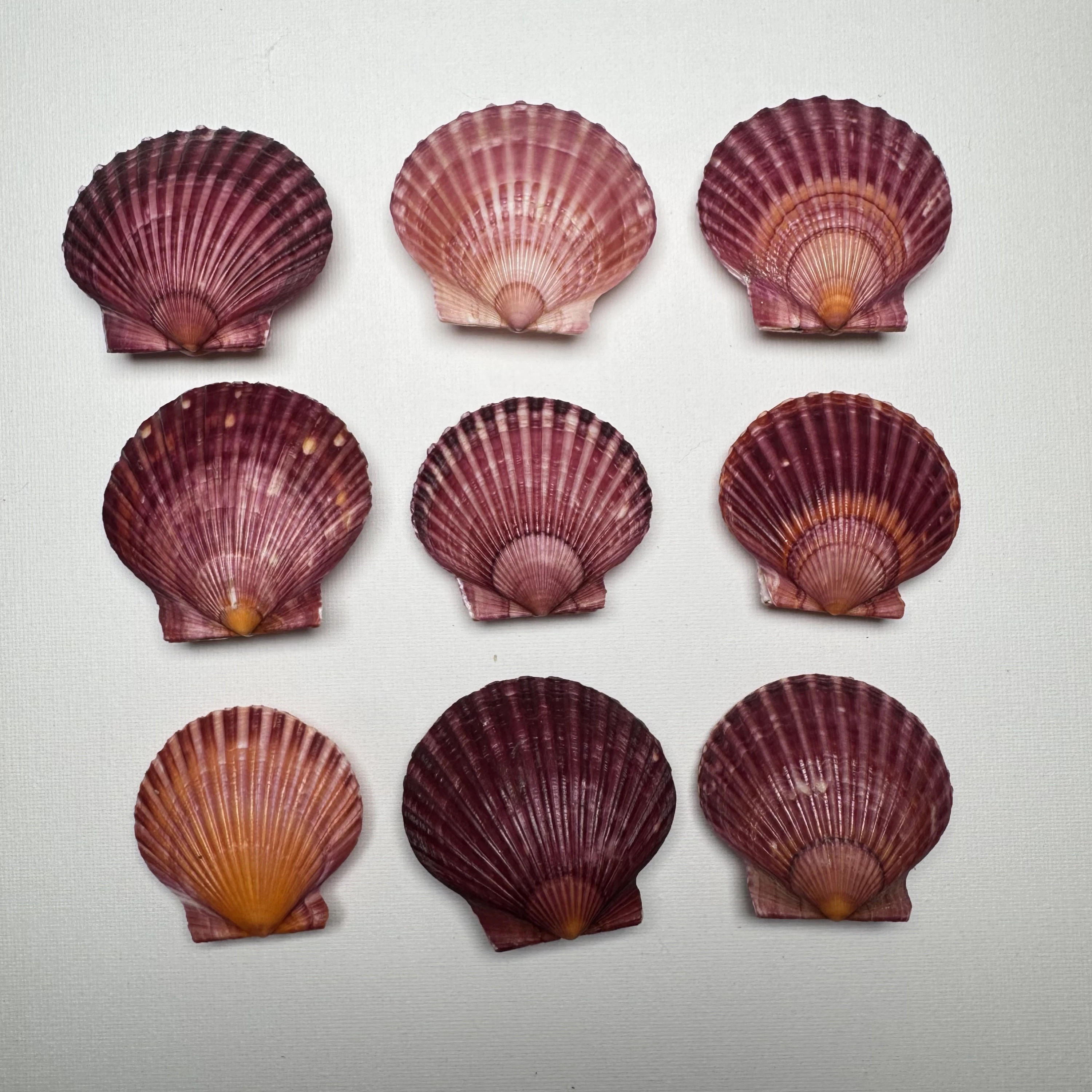 Argopecten irradians shell specimen from Shandong, China, 50-59 mm, image 1