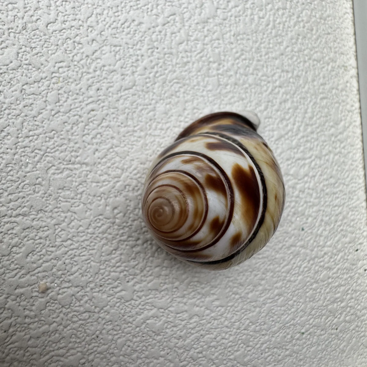 Aegistohadra zhangdanae shell specimen from Guangxi,China, 33.5 mm, image 5